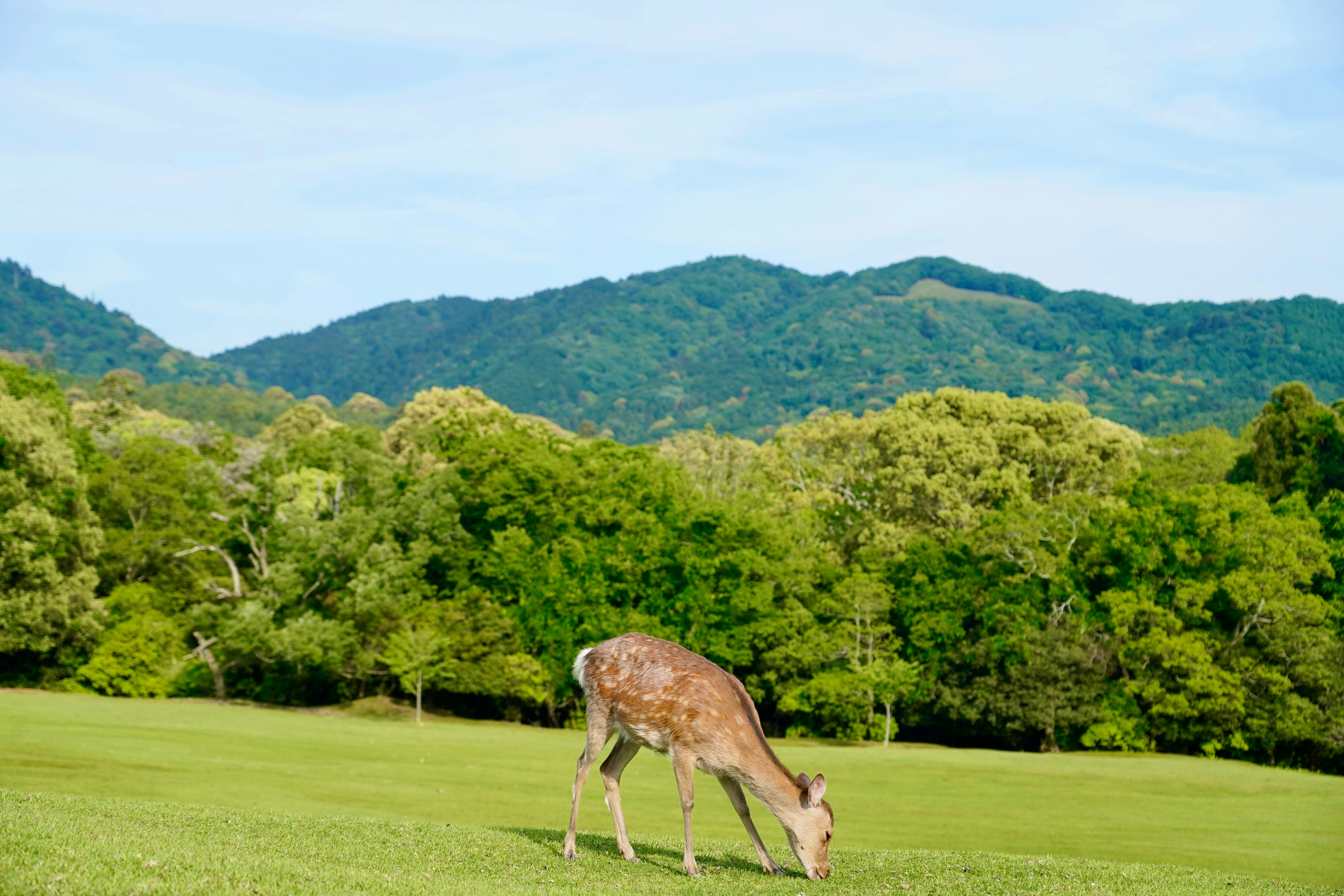 a deer eating grass in a field with mountains in the background