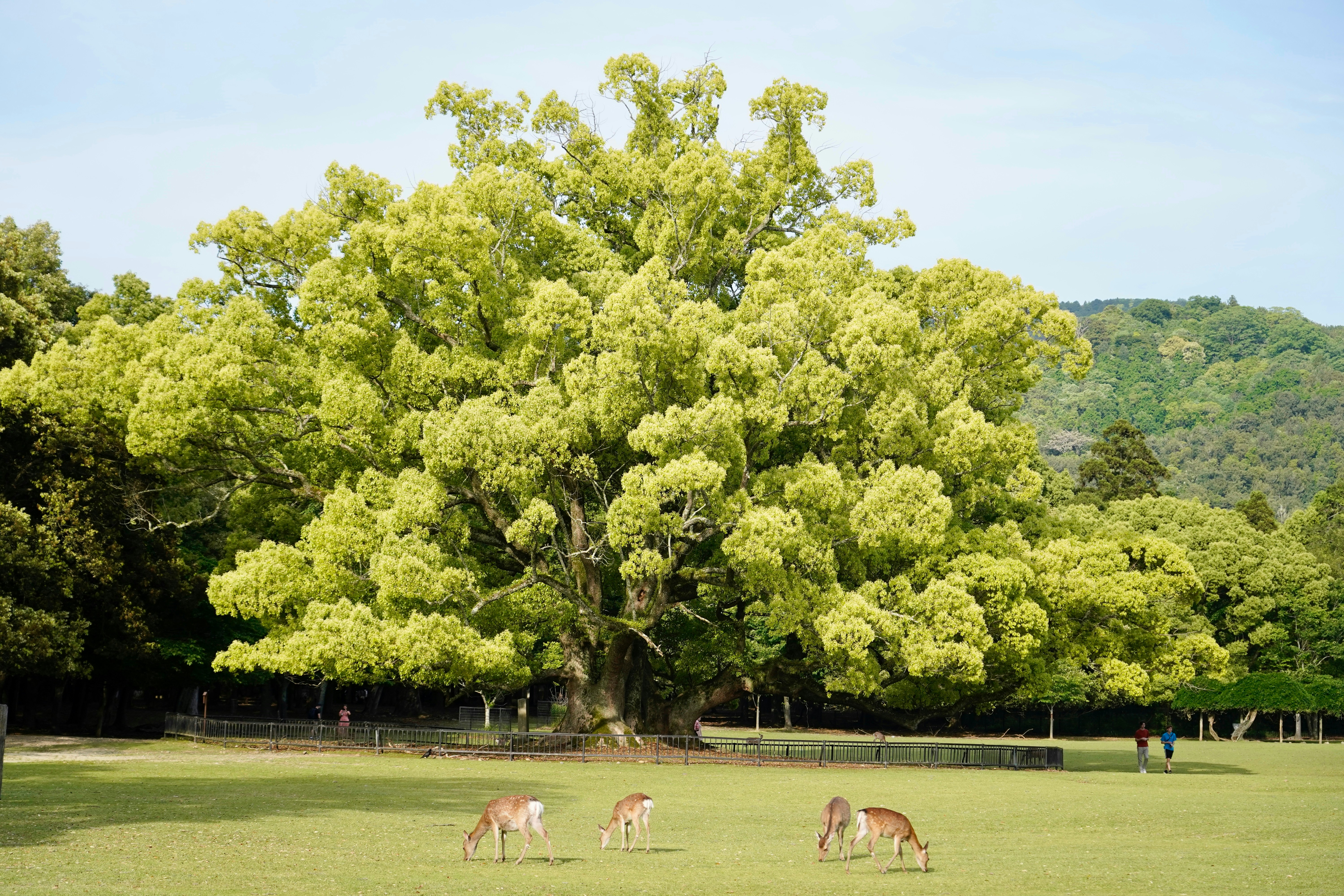 a couple of animals that are in the grass