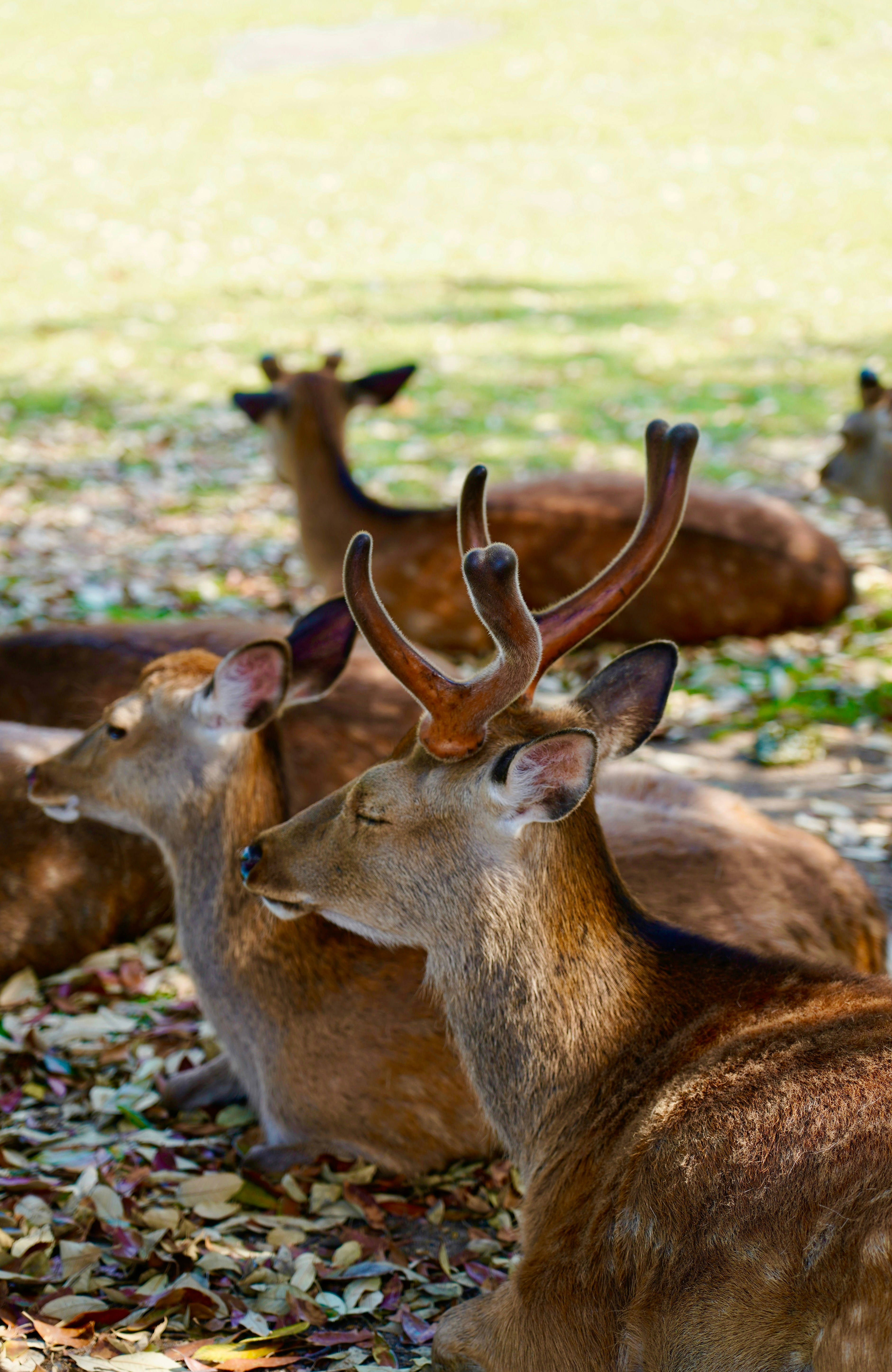 奈良の鹿の習慣とおやつの秘密, image size:3000x4612