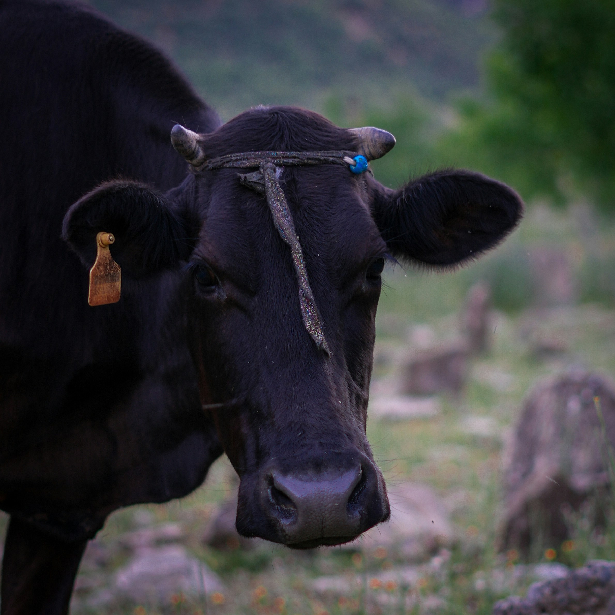 Photo by farzanehhashemi