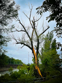 a large tree that has fallen down in a park