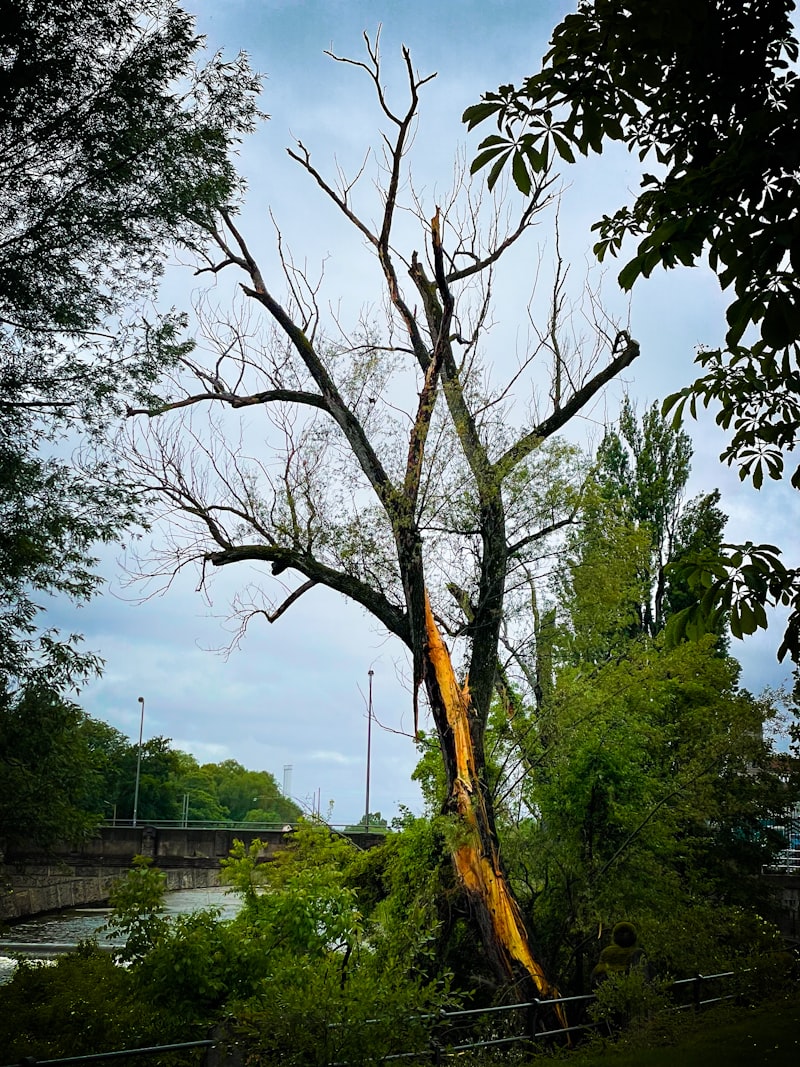 fallen tree, park, large tree, tree damage