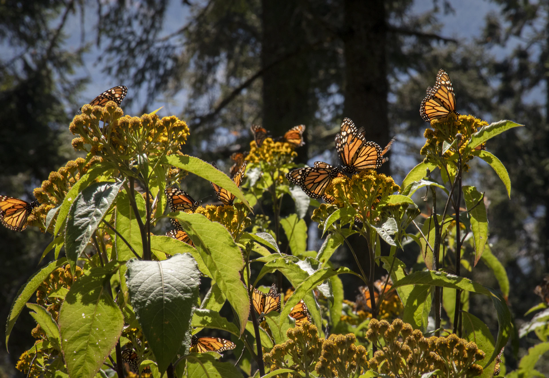 a bunch of butterflies that are on a plant