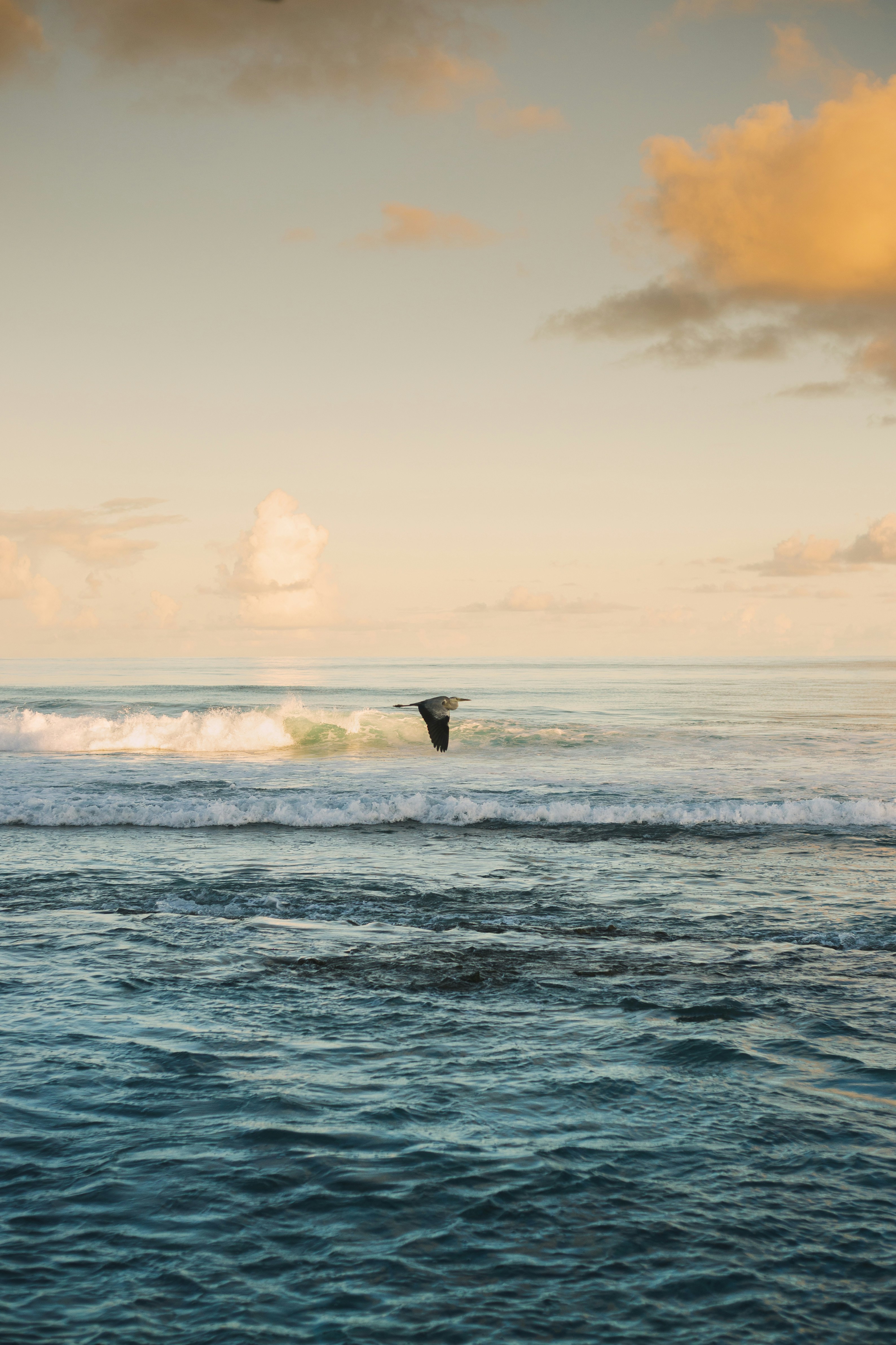 Whale breaching during sunset in Maui