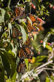 Un groupe de papillons sont réunis sur un arbre 
