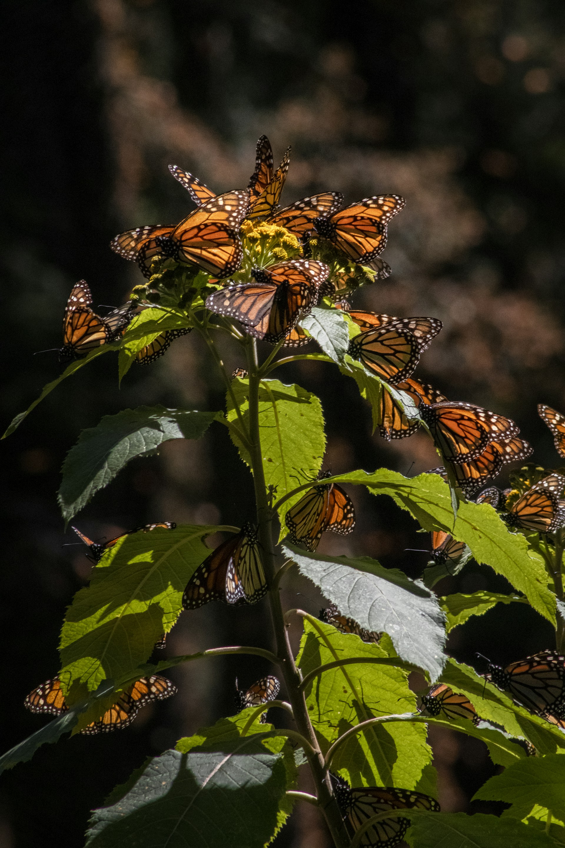 a bunch of butterflies that are on a plant