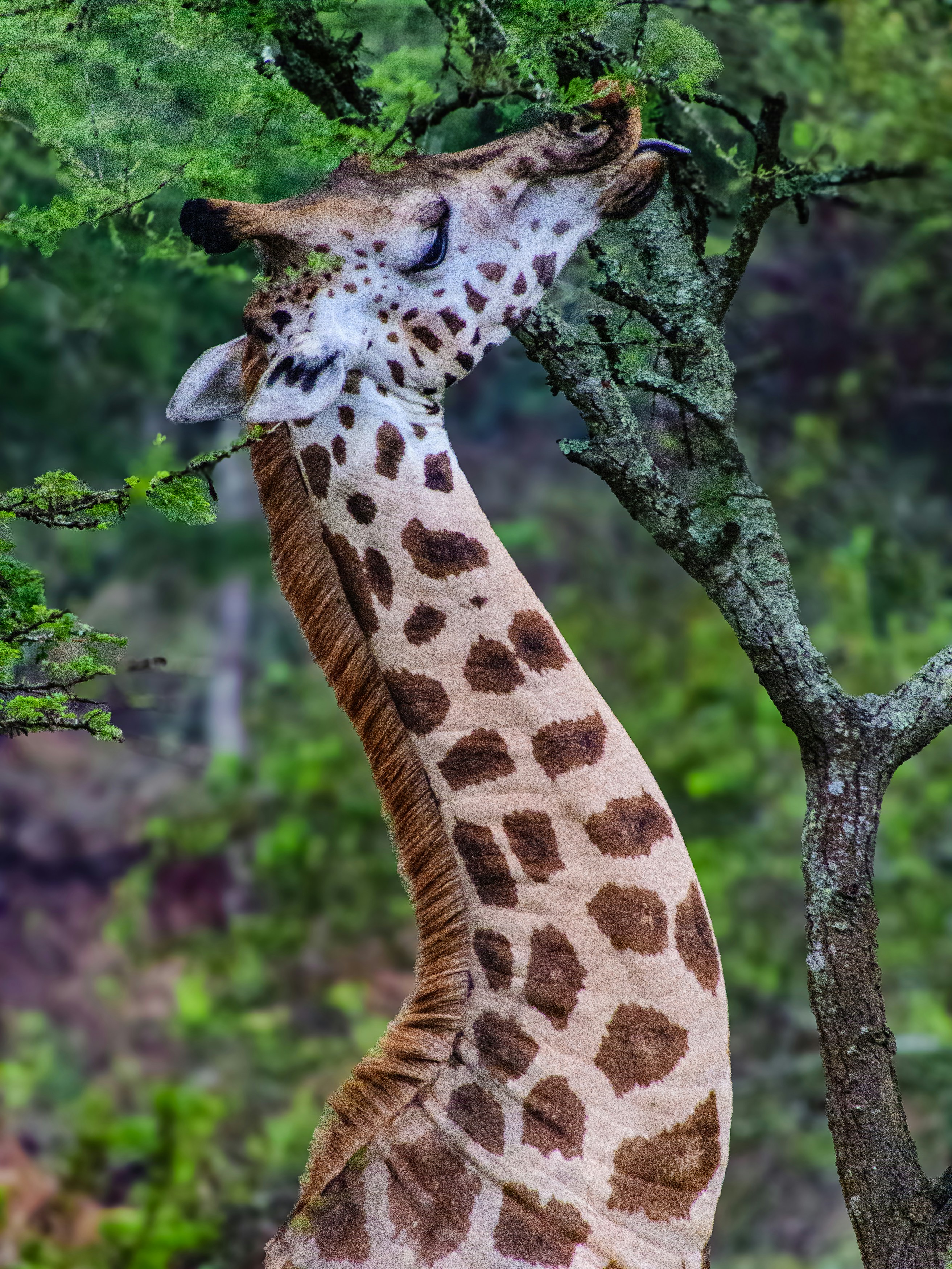 The Neck-and-Neck Competition Myth (image credits: unsplash)