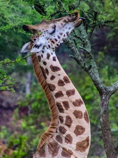 a giraffe is eating leaves from a tree