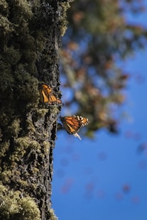 a couple of butterflies that are on a tree