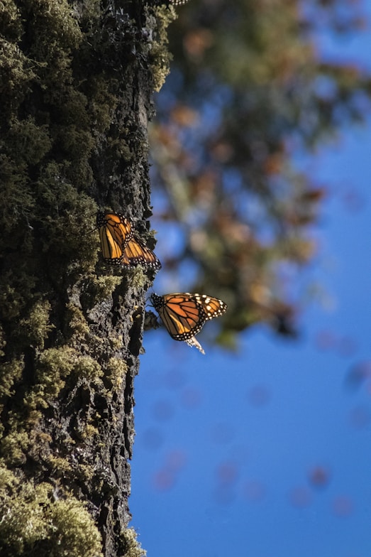a couple of butterflies that are on a tree