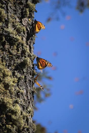 a group of monarch butterflies on a mossy tree