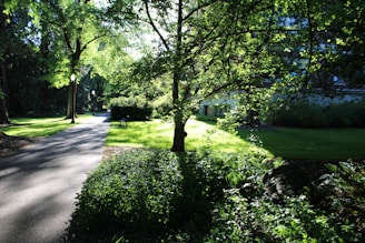 a tree lined street with a house in the background