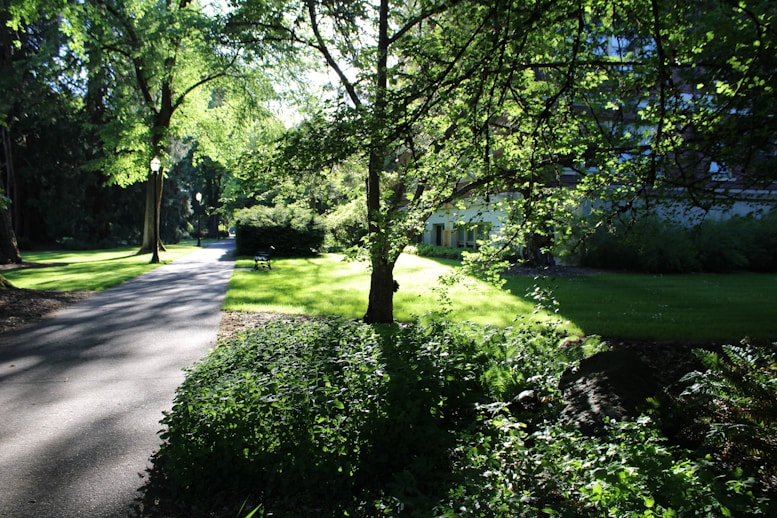 a tree lined street with a house in the background