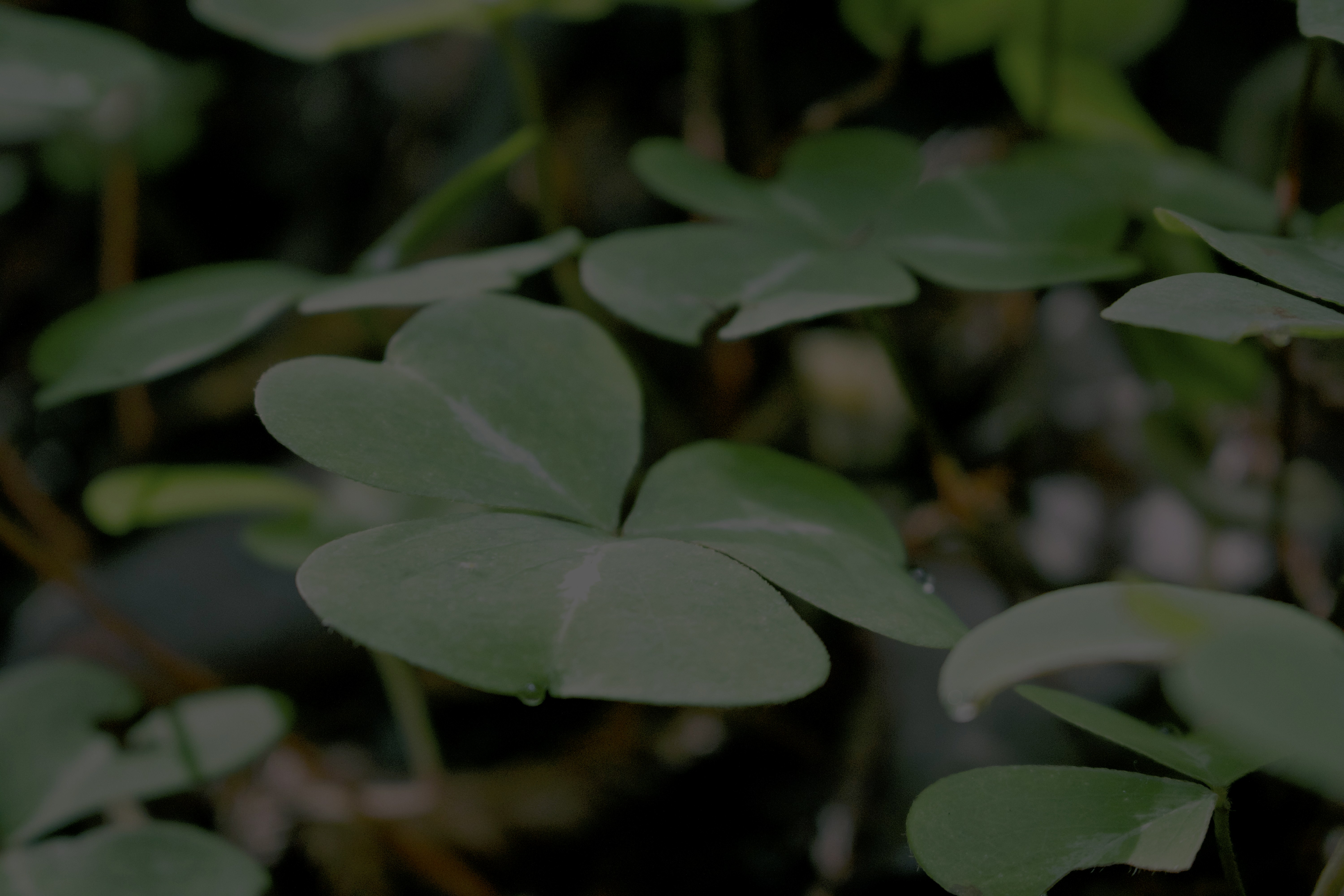 Photo by picsbyjameslee