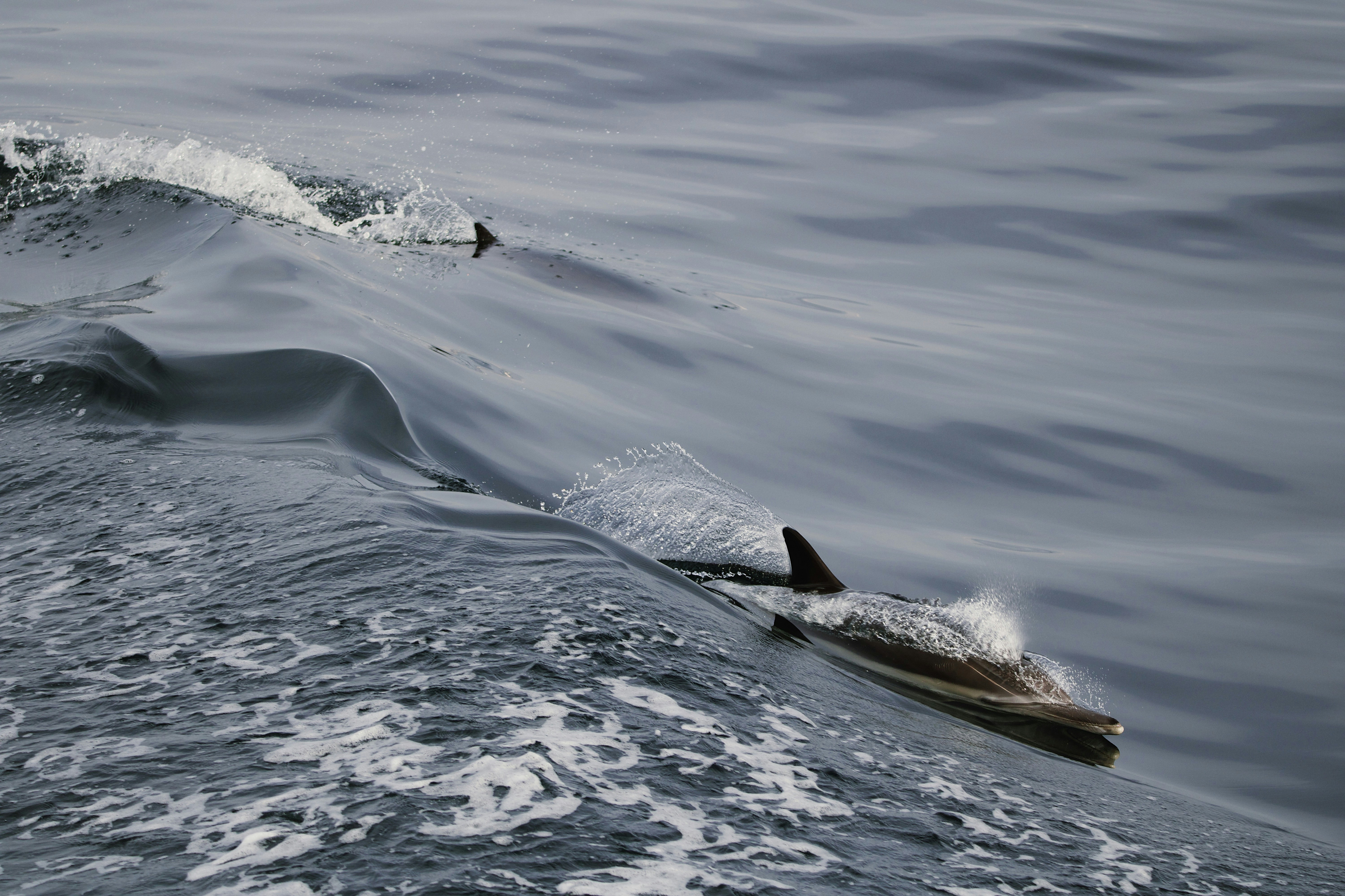 Photo by picsbyjameslee