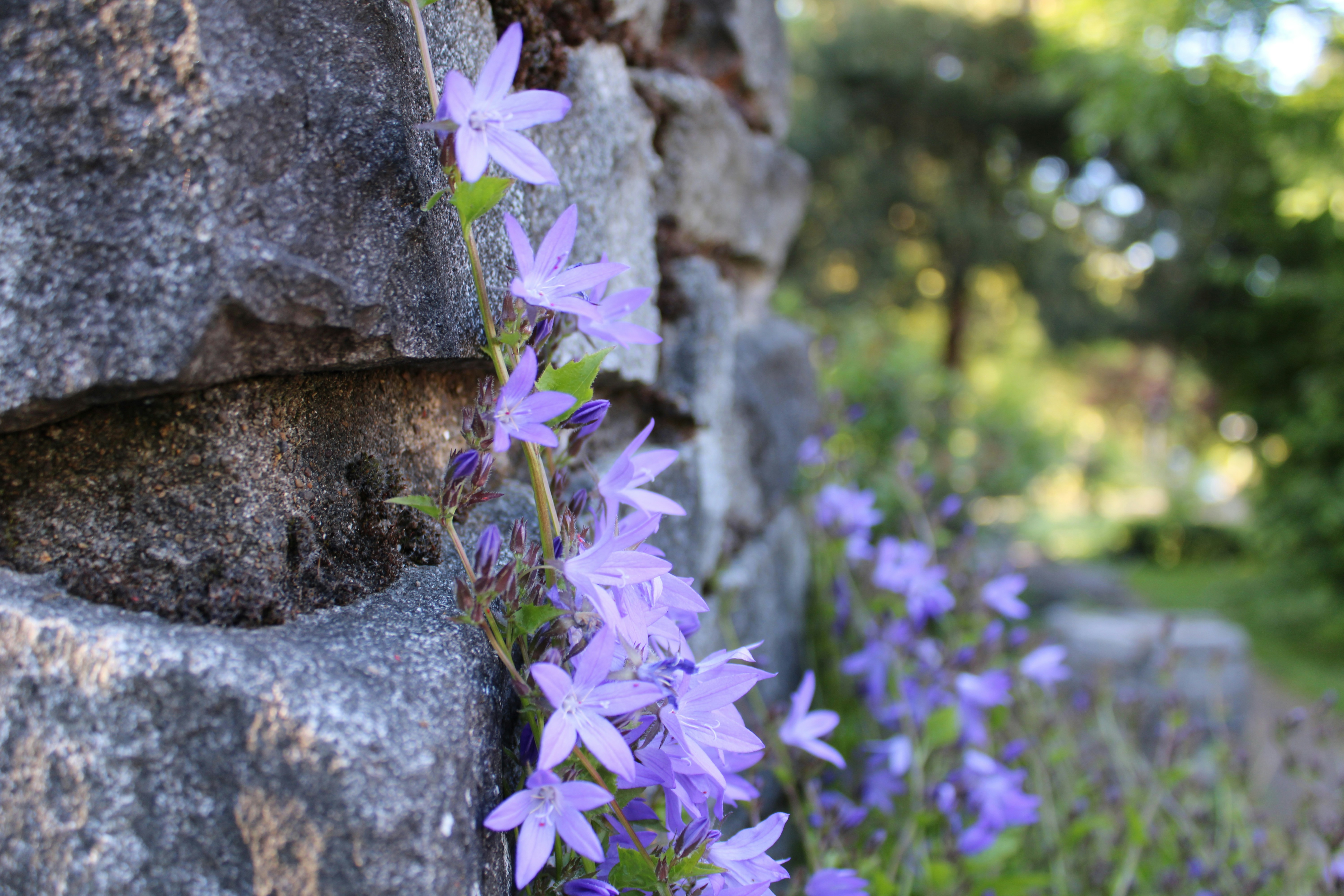 This image captures a cluster of delicate purple bellflowers (Campanula portenschlagiana) growing alongside a stone wall. The flowers are small, star-shaped, and vibrant, standing out against the rough texture of the stone. The background features a soft blur of greenery, emphasizing the beauty of the blooms.