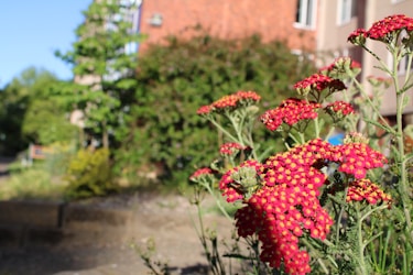 a bunch of red flowers in front of a building