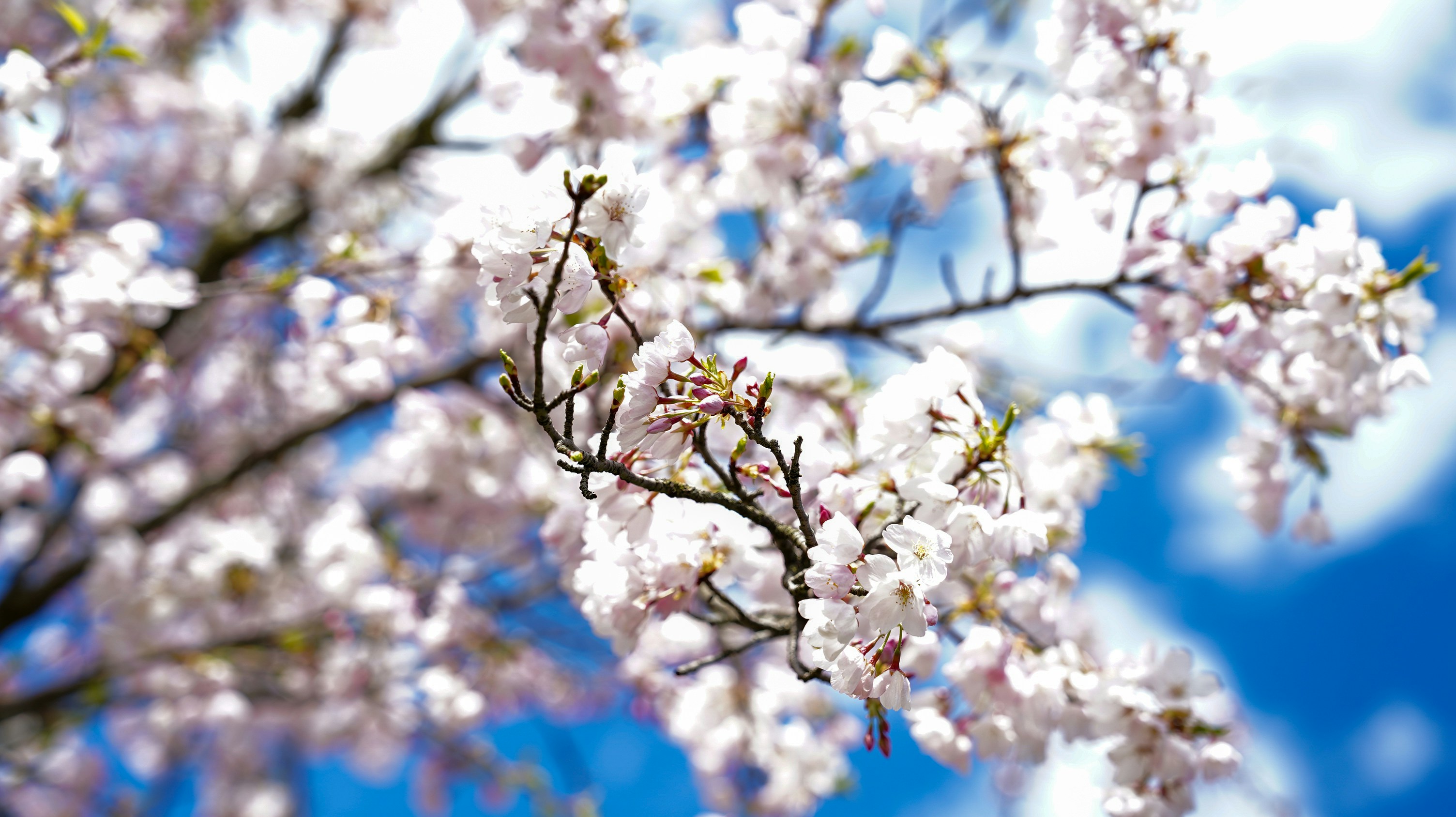 a close up of a tree with white flowers