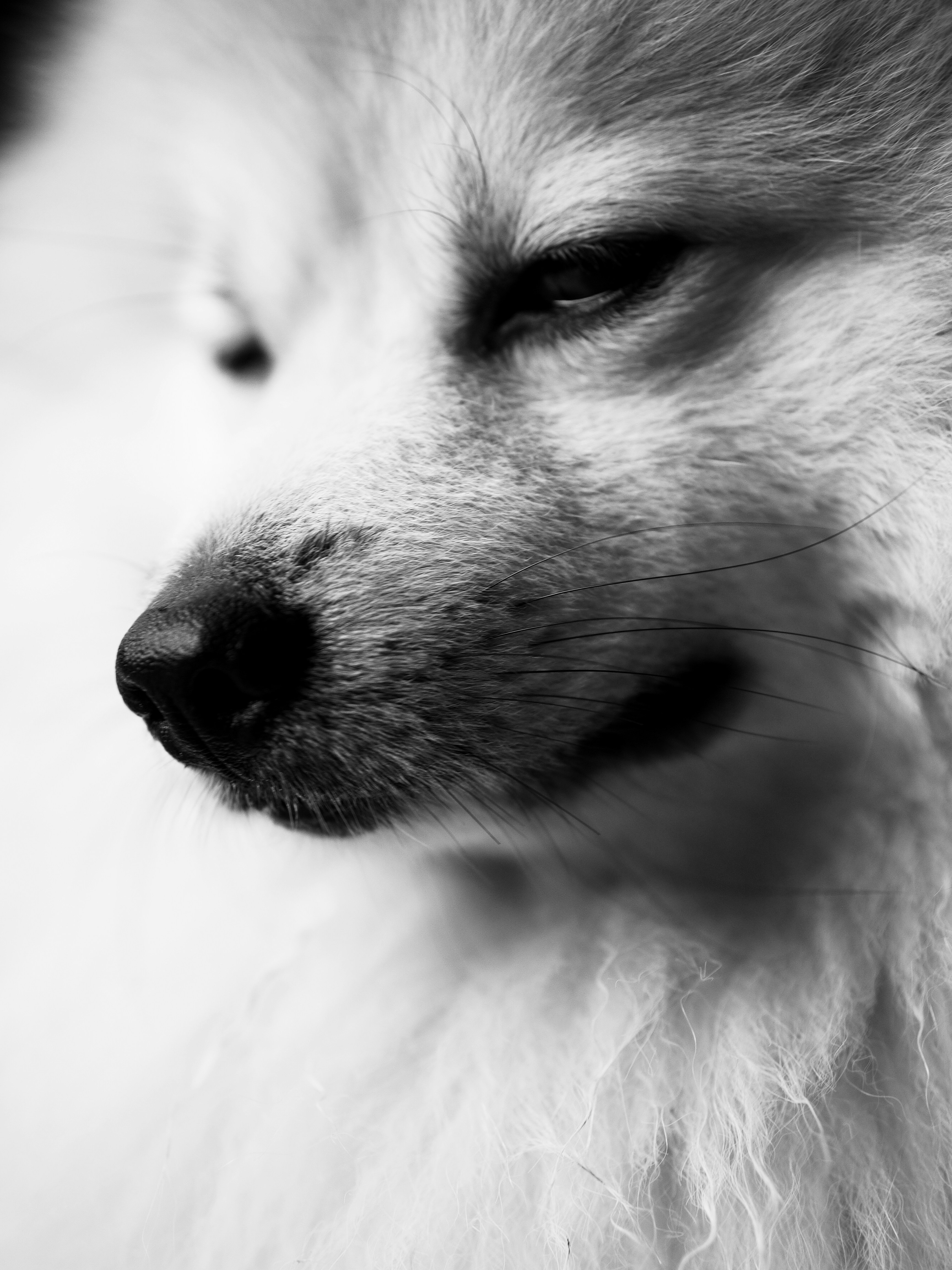 Photo by muscateer777