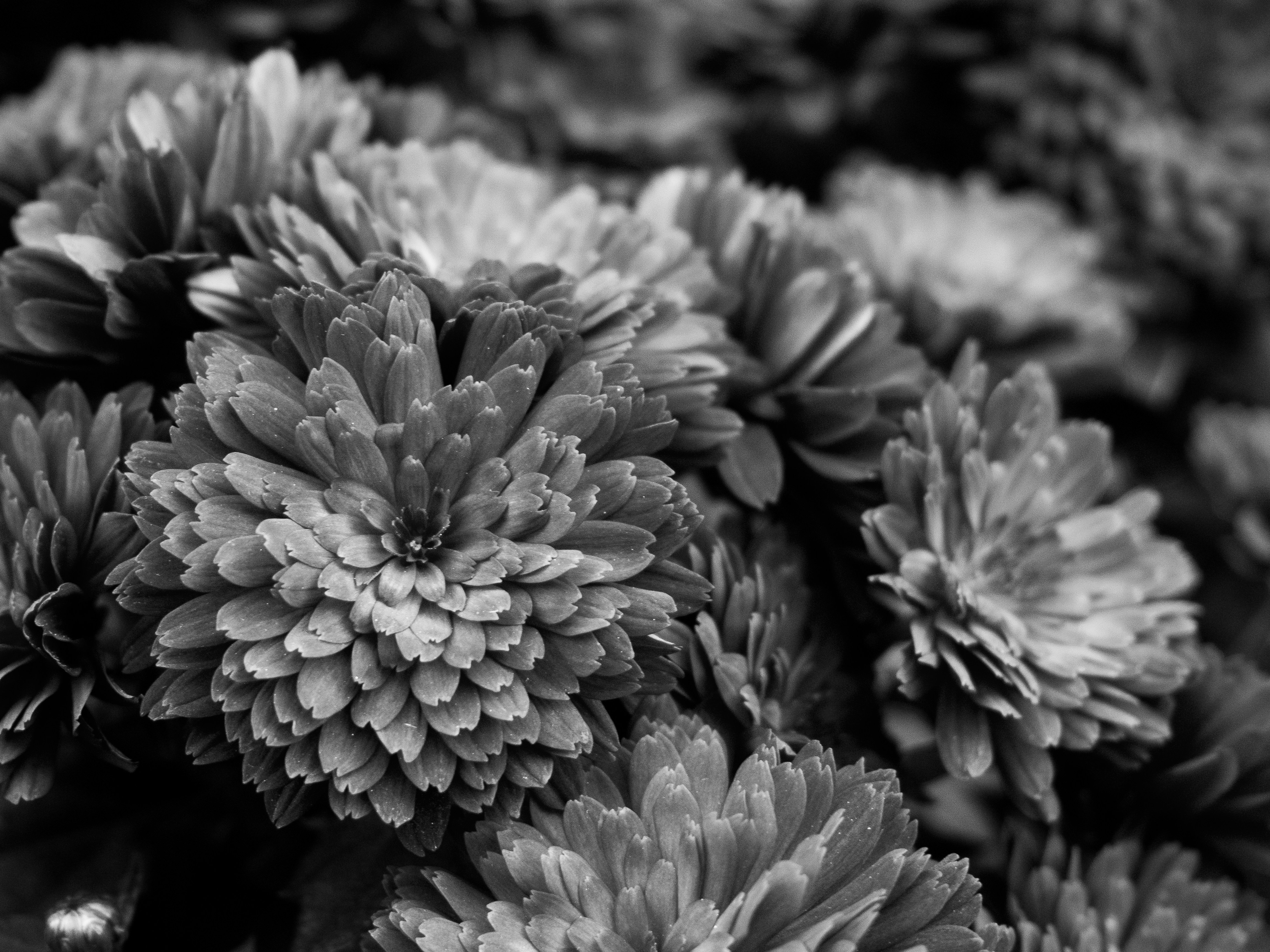 Photo by muscateer777