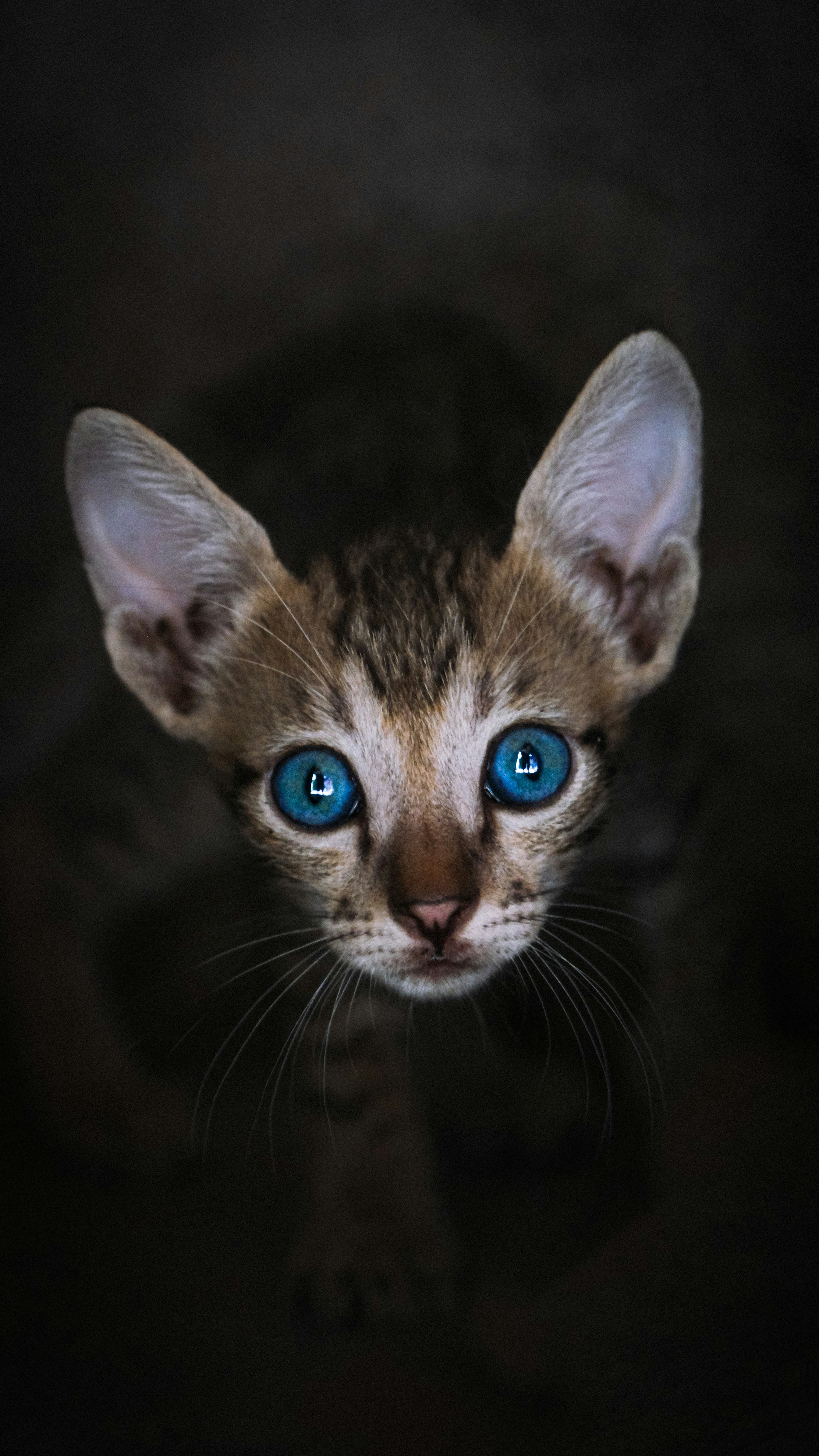 a cat with blue eyes looking up at the camera