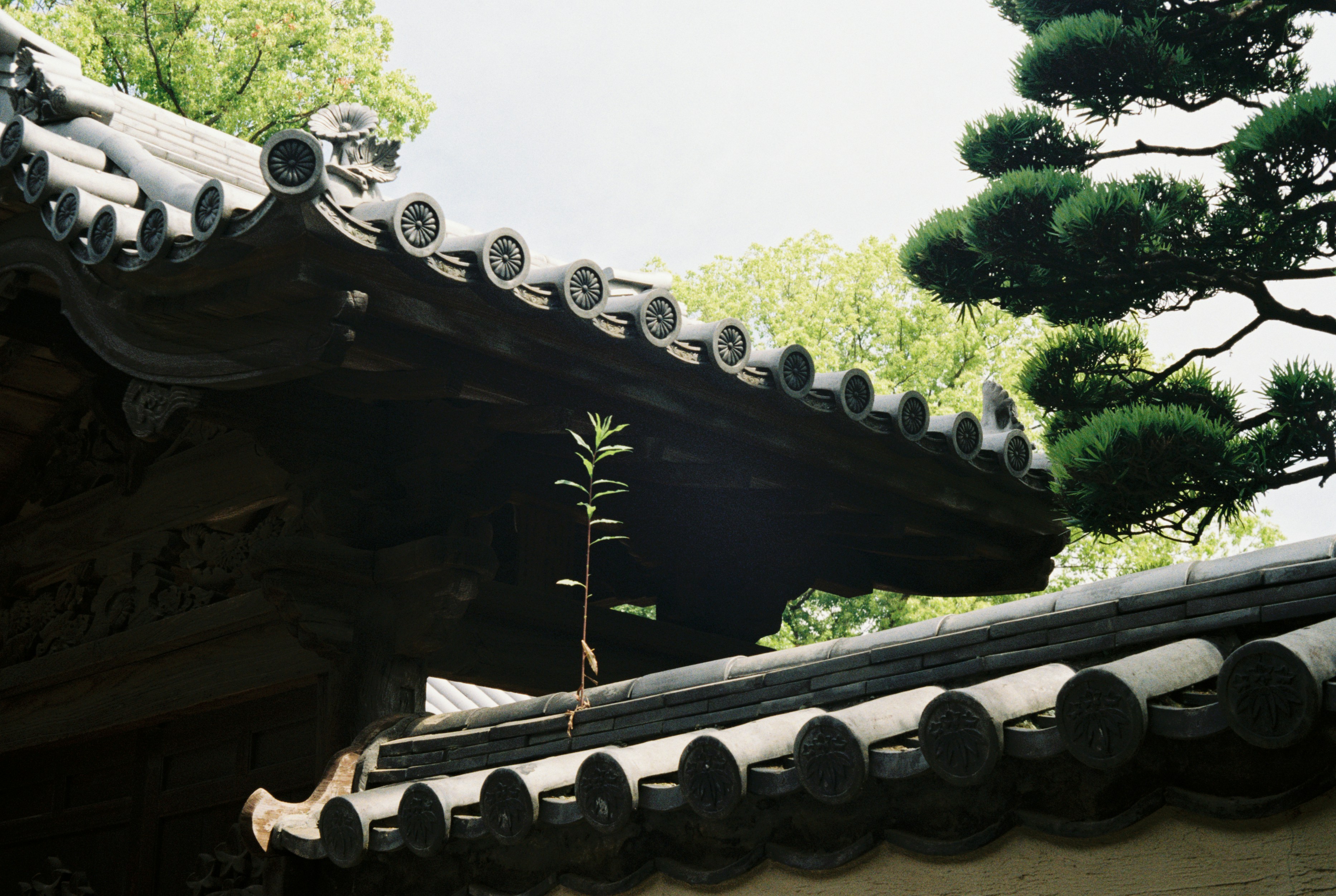 a roof with a tree growing out of it