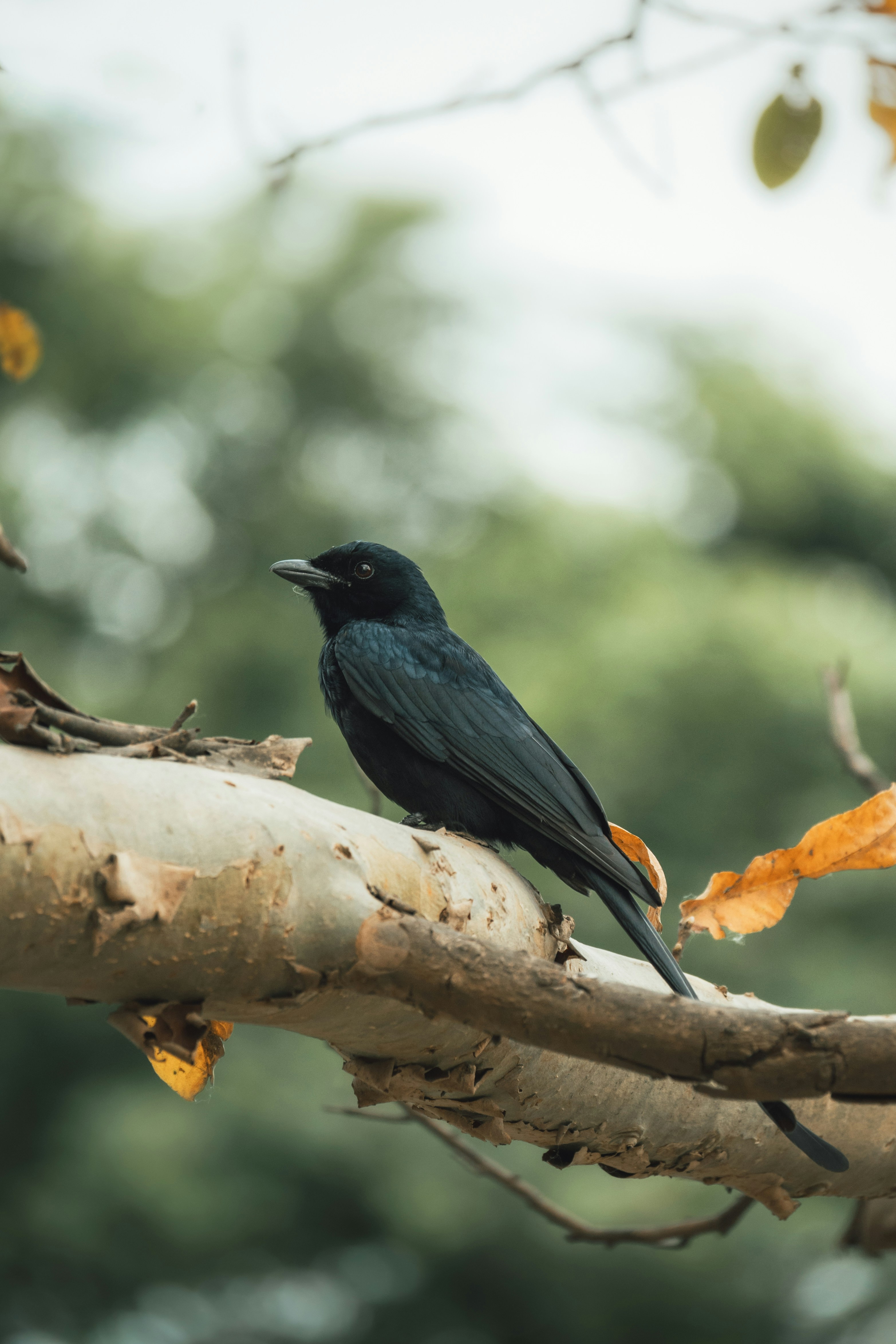 Photo by atharvad_jpeg