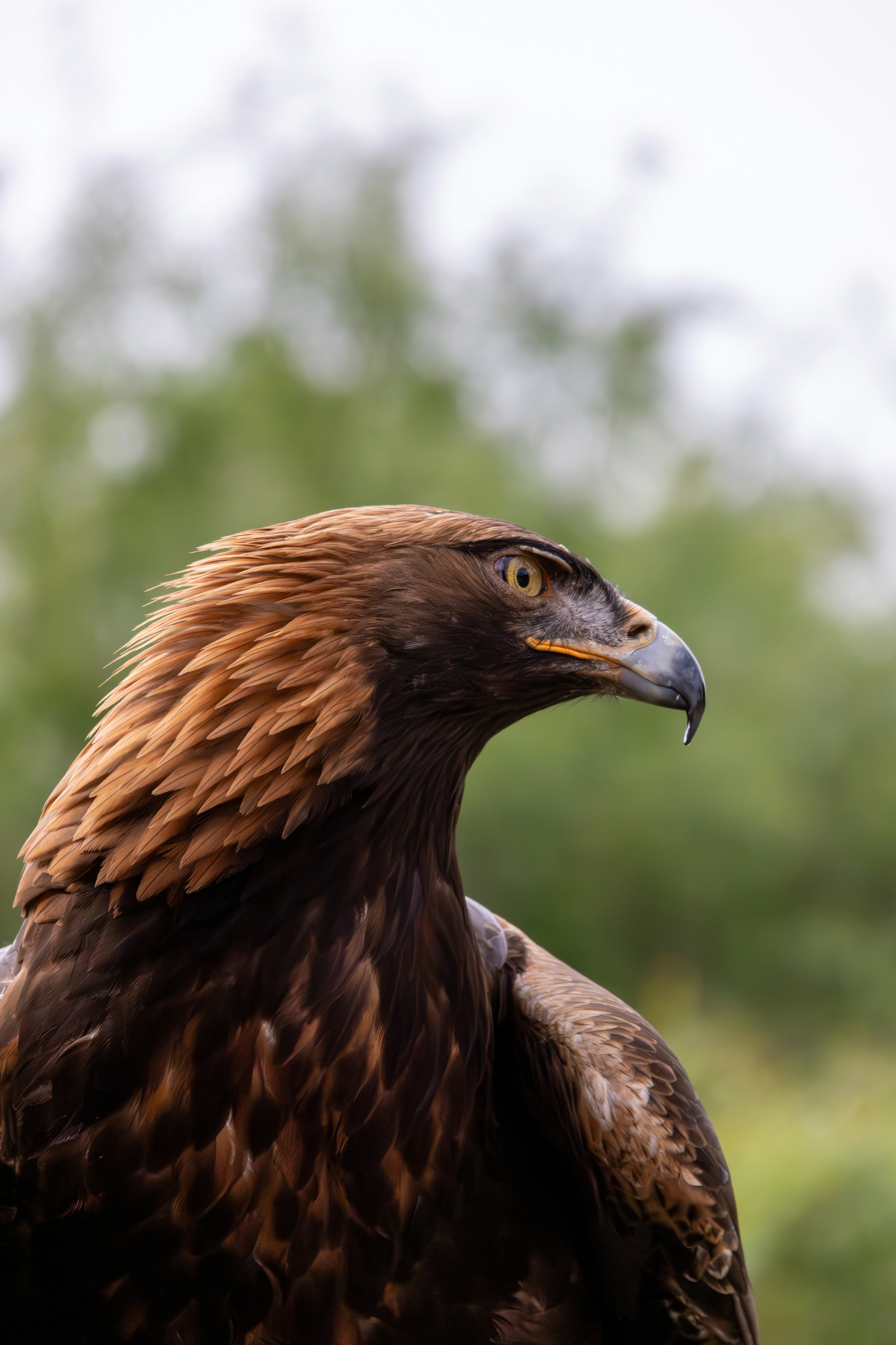 wildlife photography