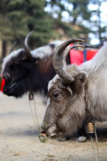 a couple of animals that are standing in the dirt