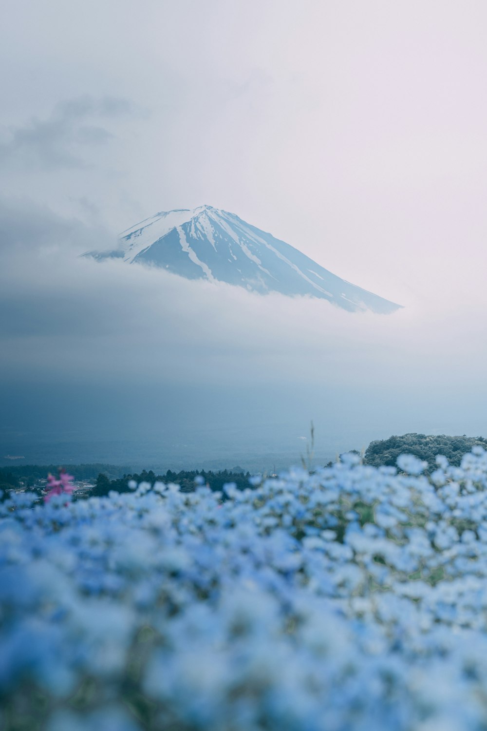 a field of blue flowers with a mountain in the background
