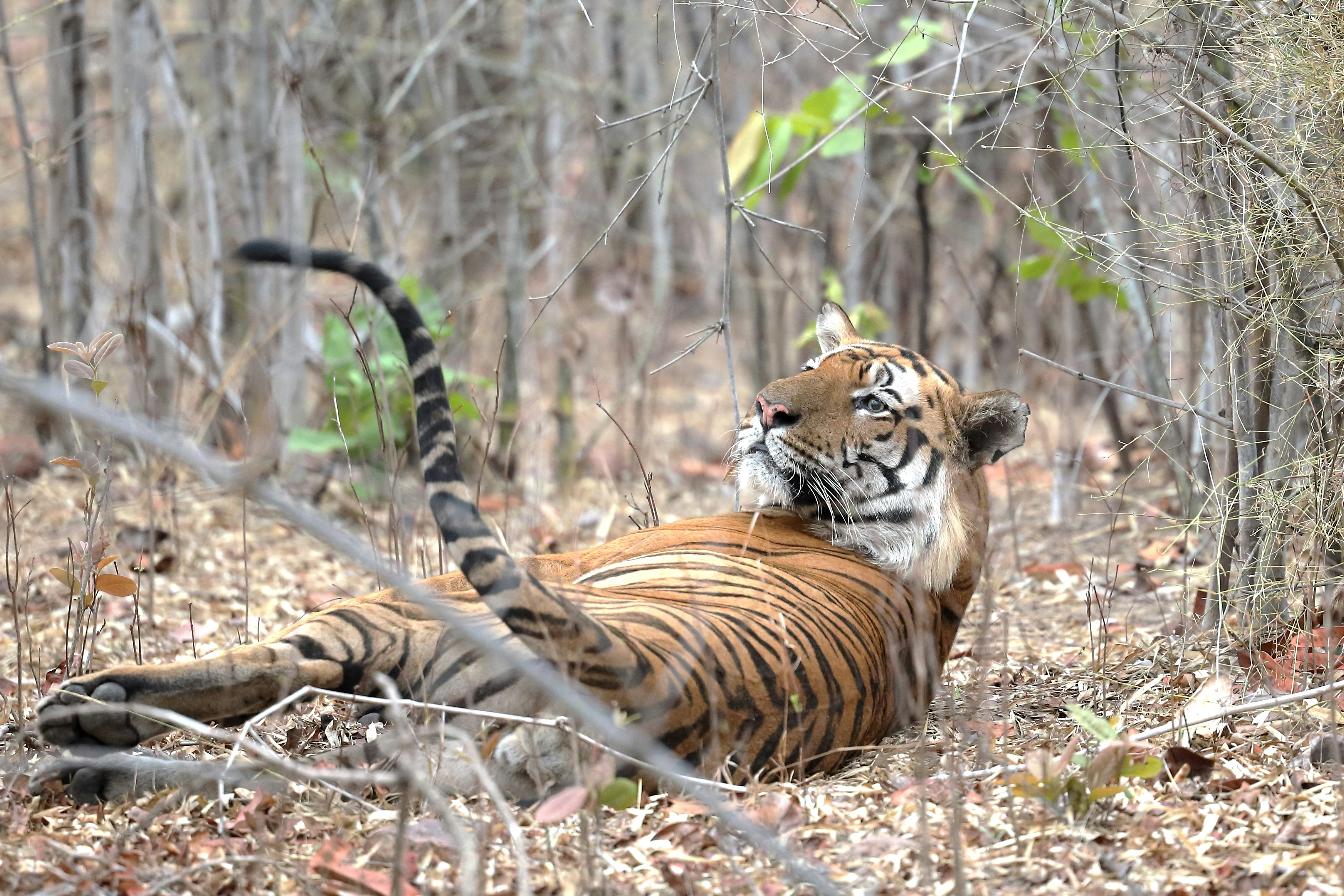 a tiger laying on the ground in the woods