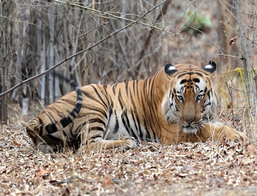 a tiger laying on the ground in the woods
