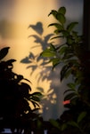 the shadow of a plant on a window sill