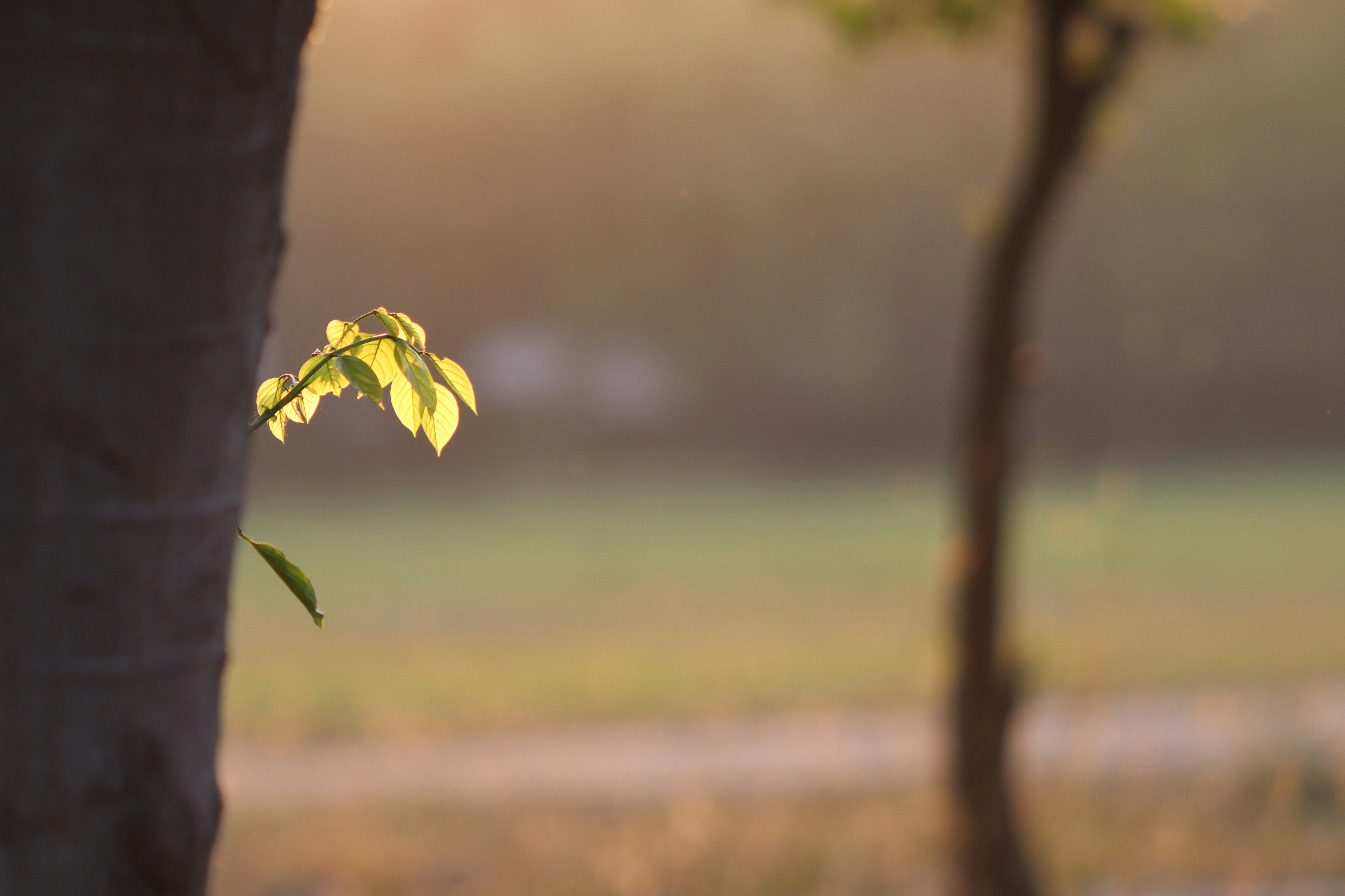 a small tree with a yellow leaf on it