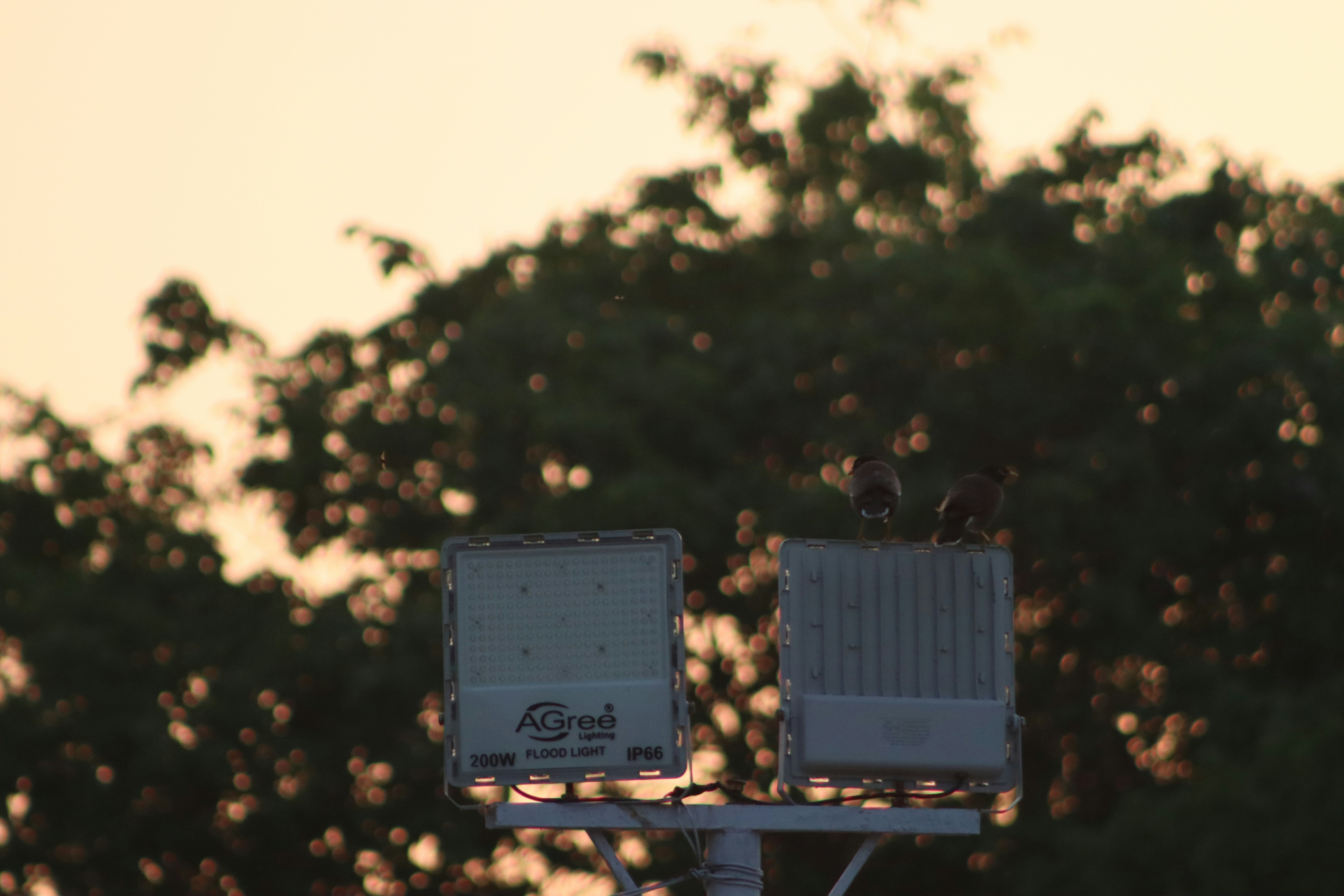 a couple of birds sitting on top of a street light