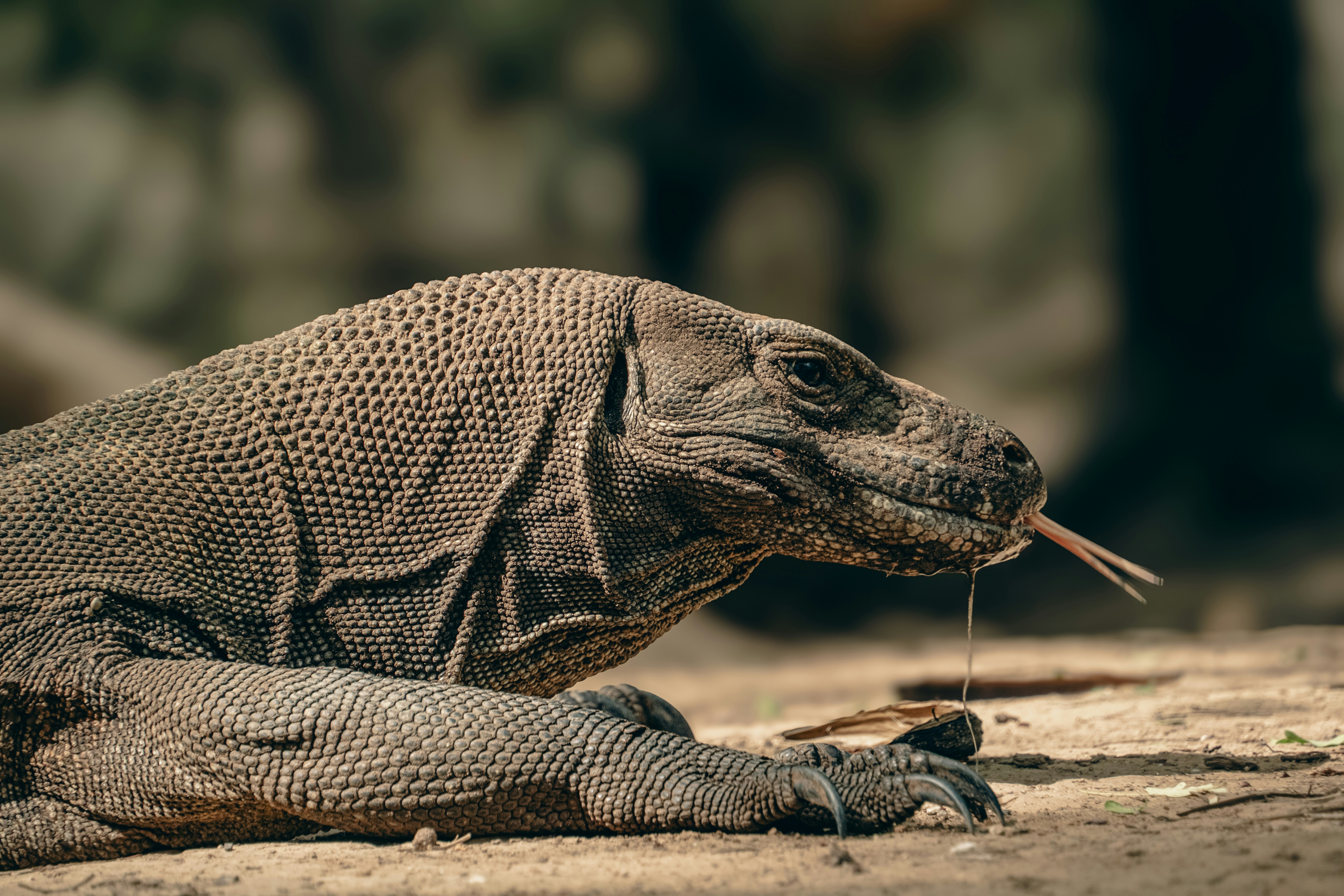 Komodo Island – Cultural & Historical Context