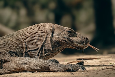 a large lizard with a long stick in its mouth