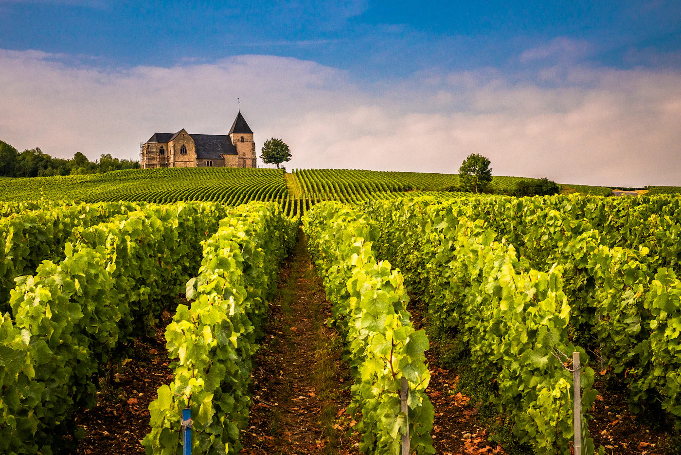 Vignoble en rangs devant une maison de maître : le prix des vignes recule en 2025 selon la Safer