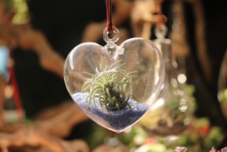 a heart shaped air plant hanging from a string