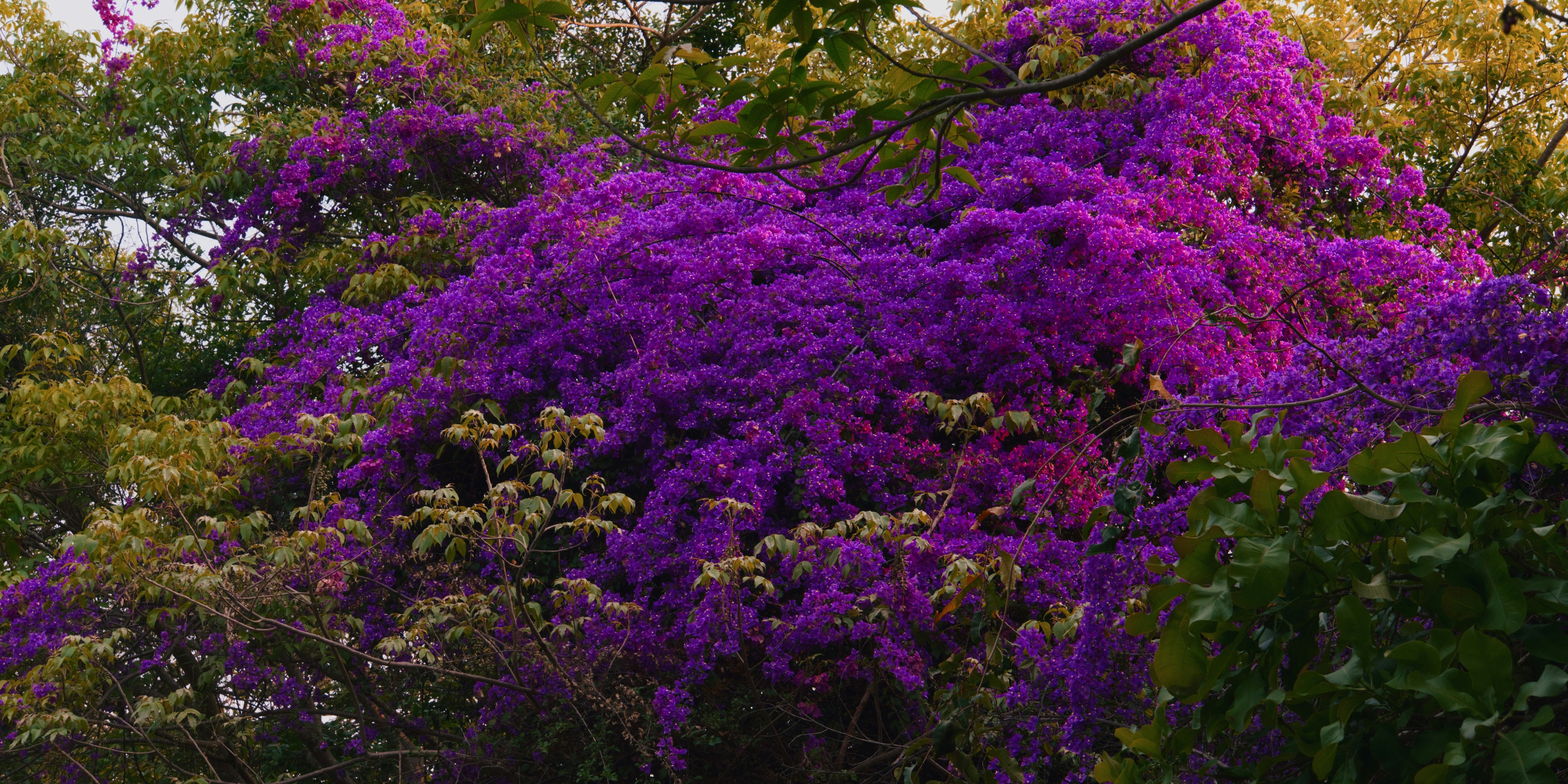 Purple flowers are blooming on a tree