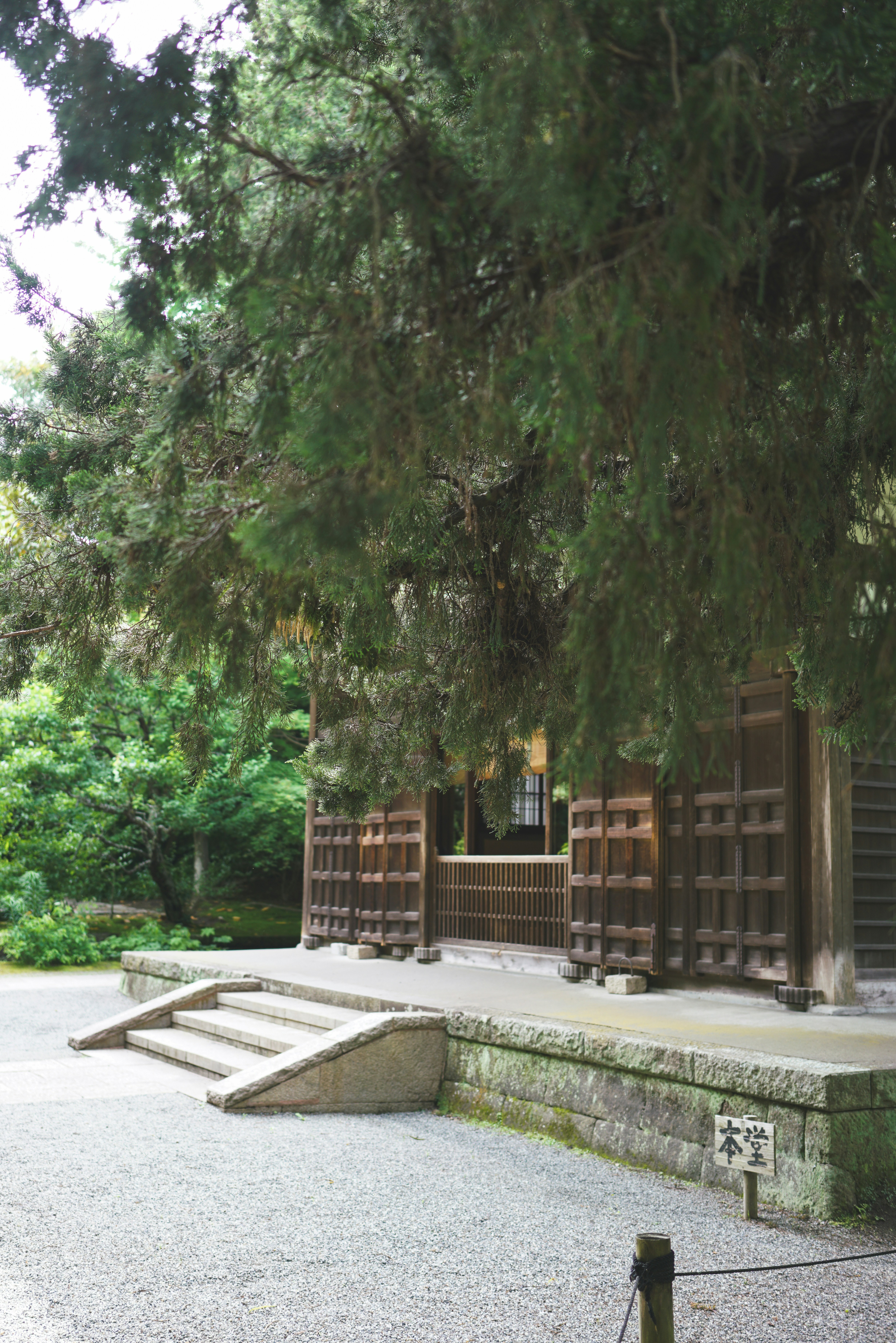 ein großer Baum vor einem Gebäude