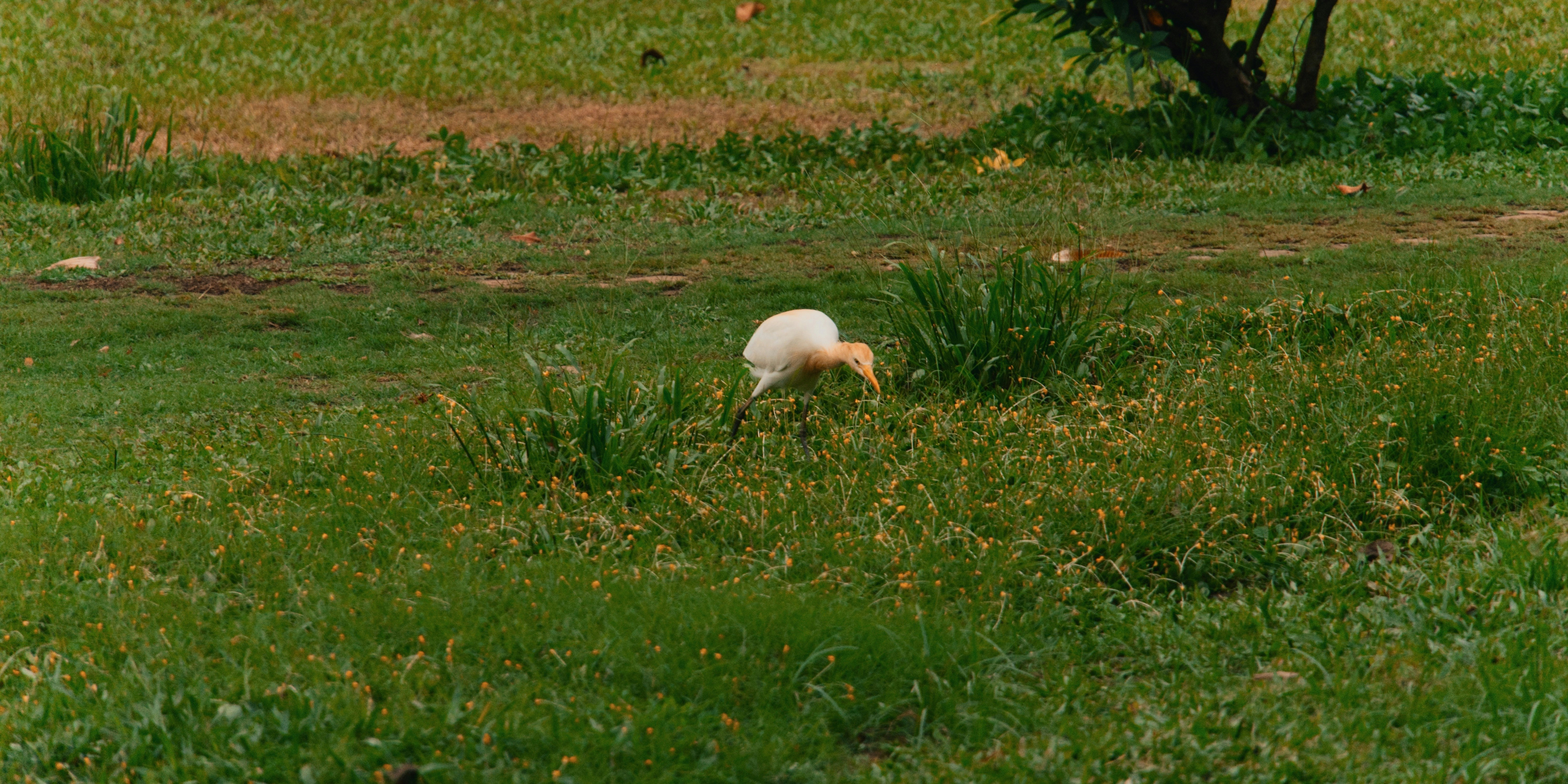 Emotional Rhythm and Play Regulation