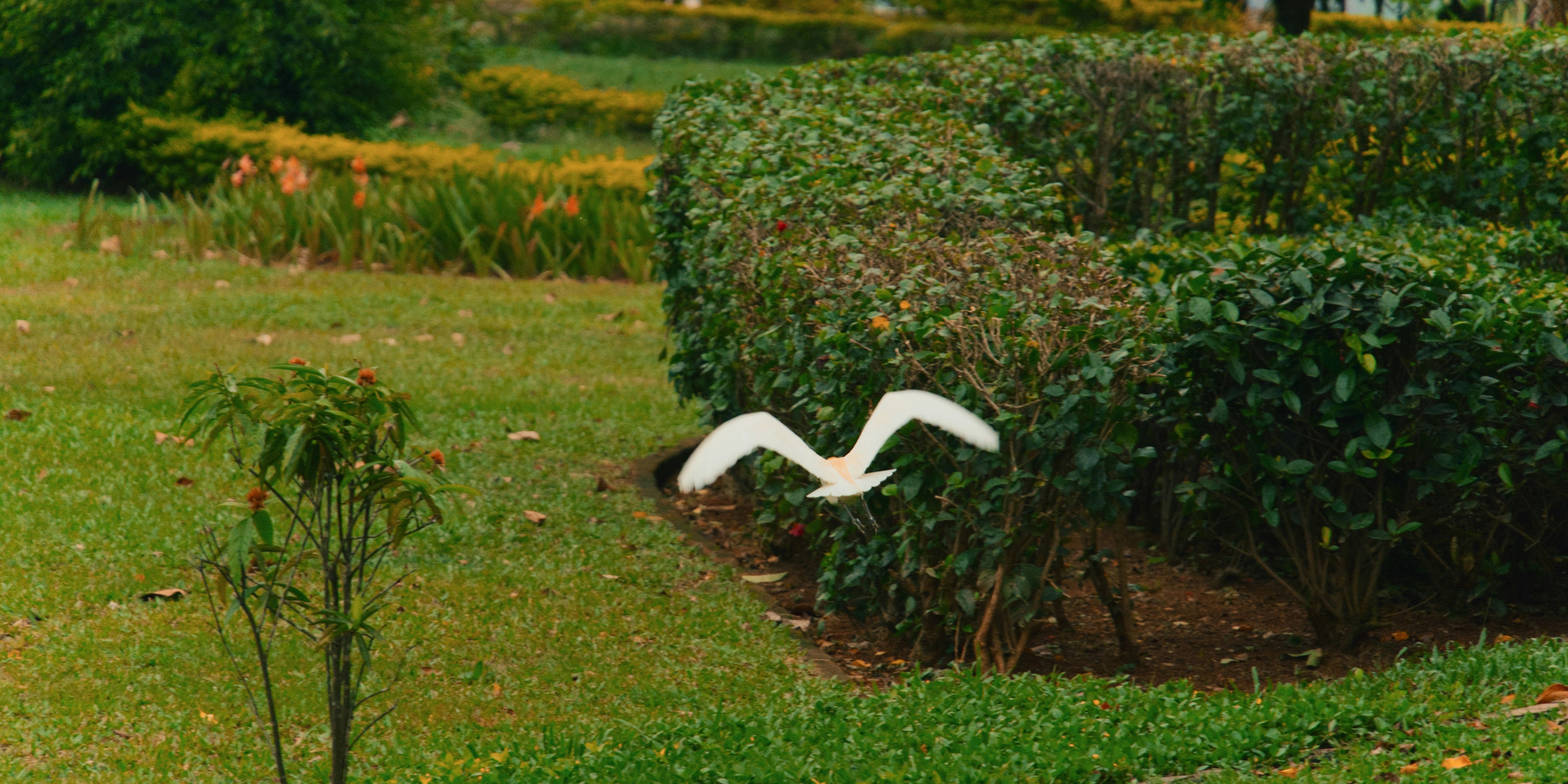 A white bird flying over a lush green field