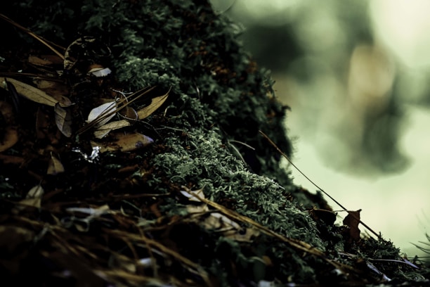 a close up of moss growing on a tree