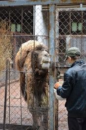 a man feeding a camel through a fence