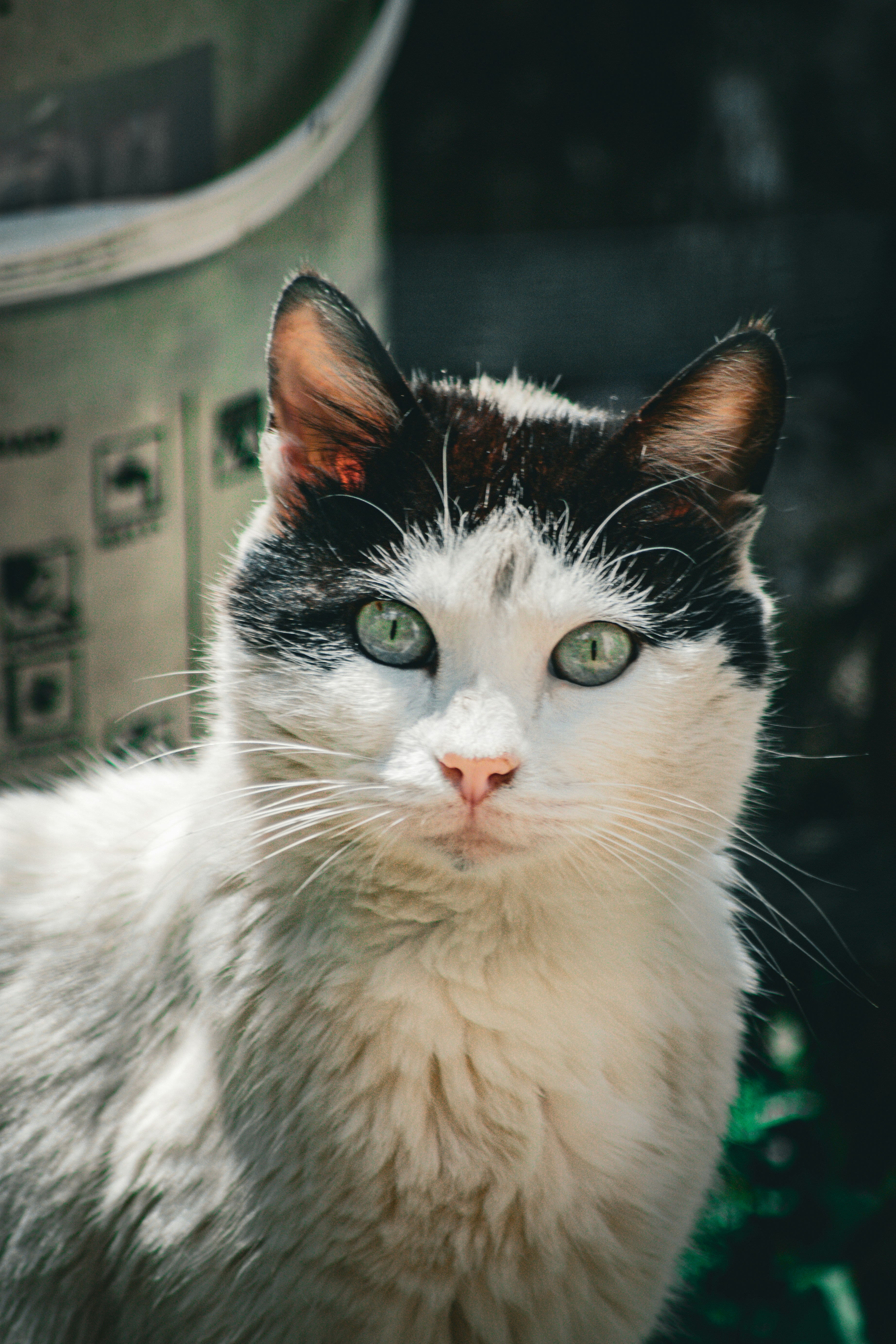 Photo by diogocardoso28