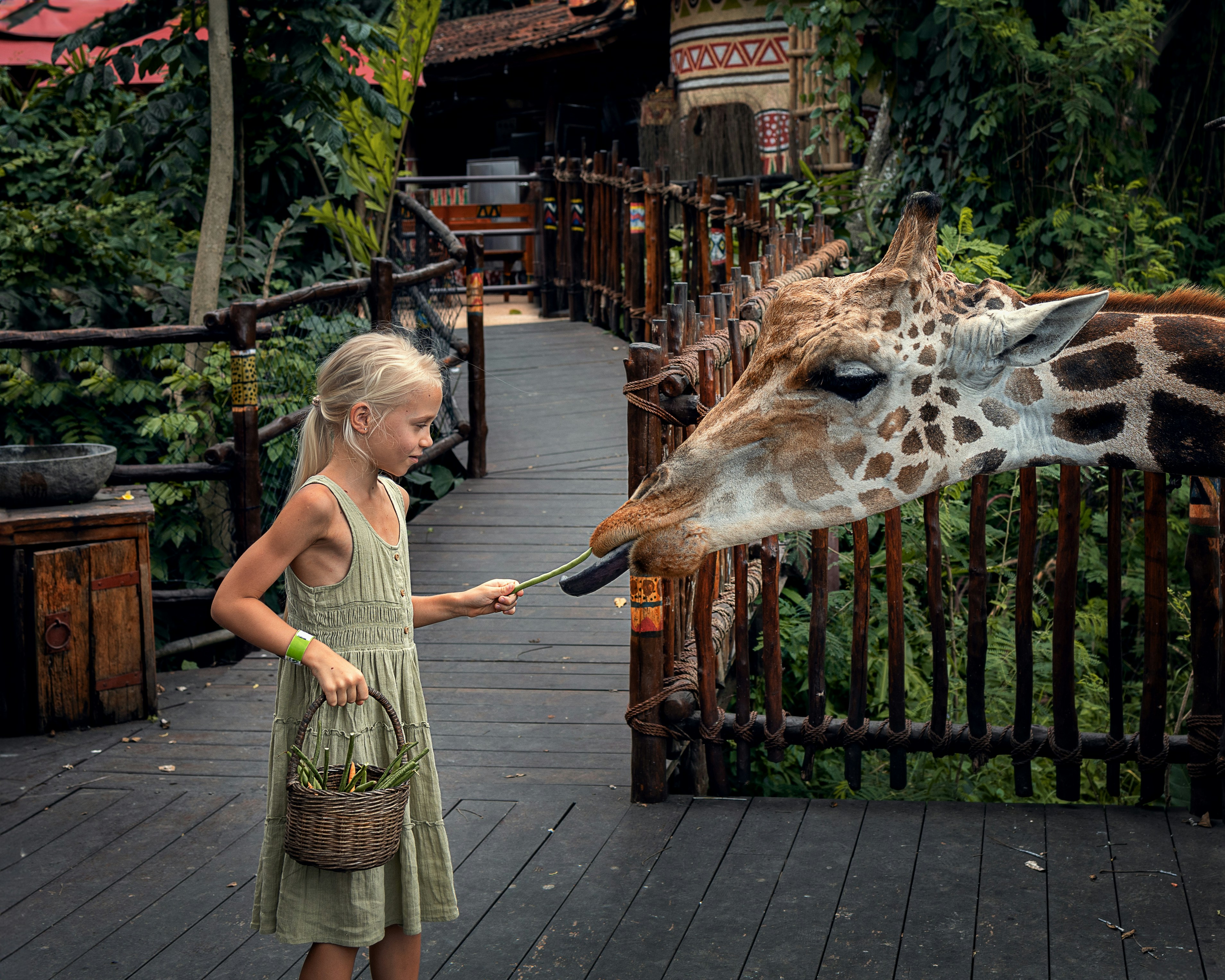 a little girl feeding a giraffe at a zoo