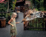 a little girl feeding a giraffe at a zoo