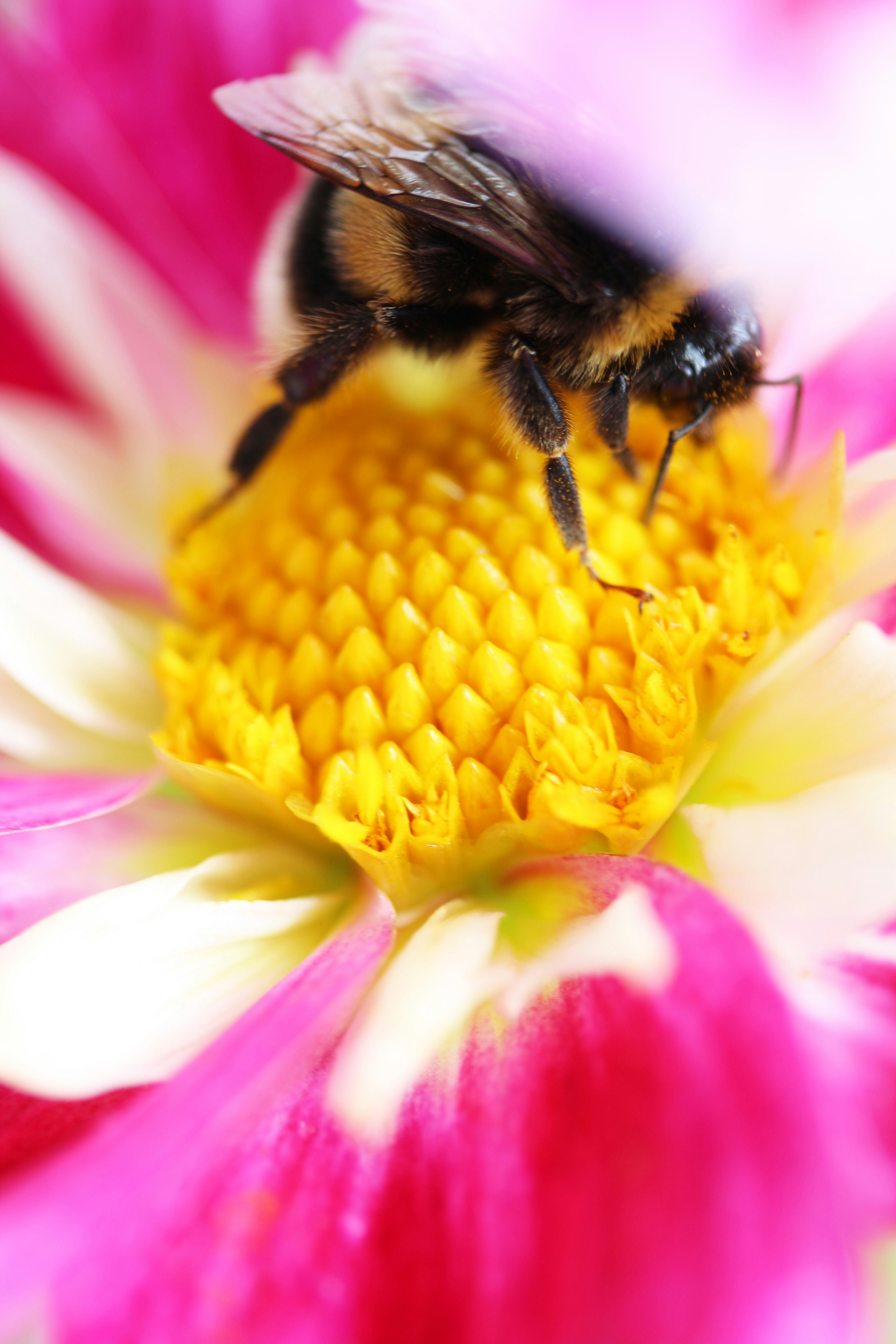 a bee sitting on top of a pink and white flower