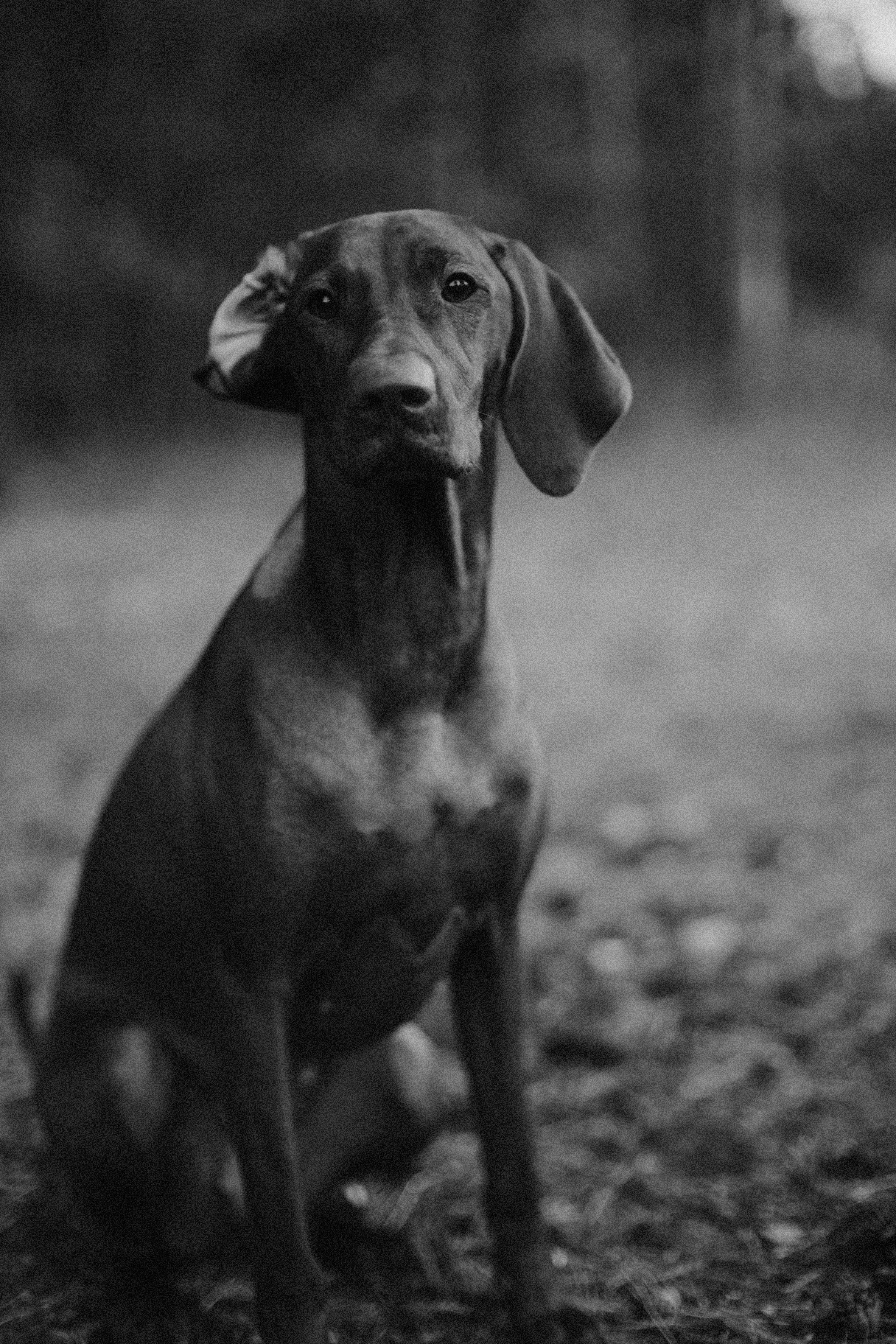 Photo by koshachiy_vizg